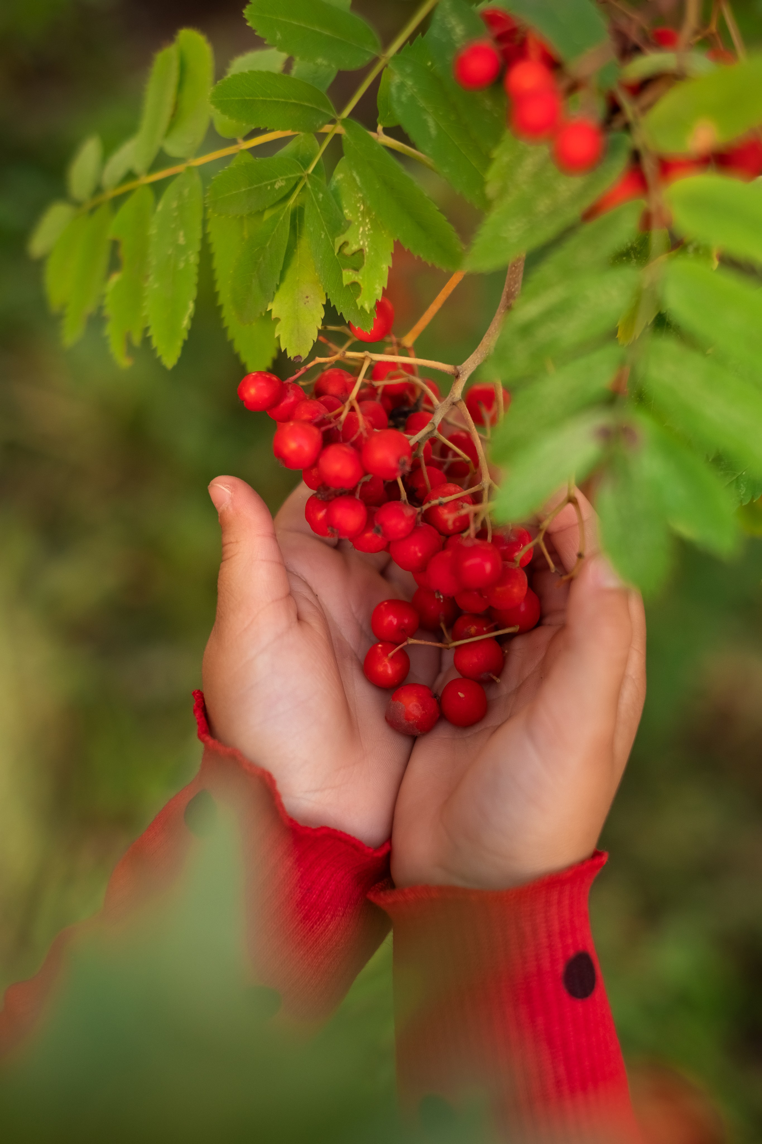 Ягодка. Семейный и детский фотограф в Мелитополе /Наталья Зацеркляная