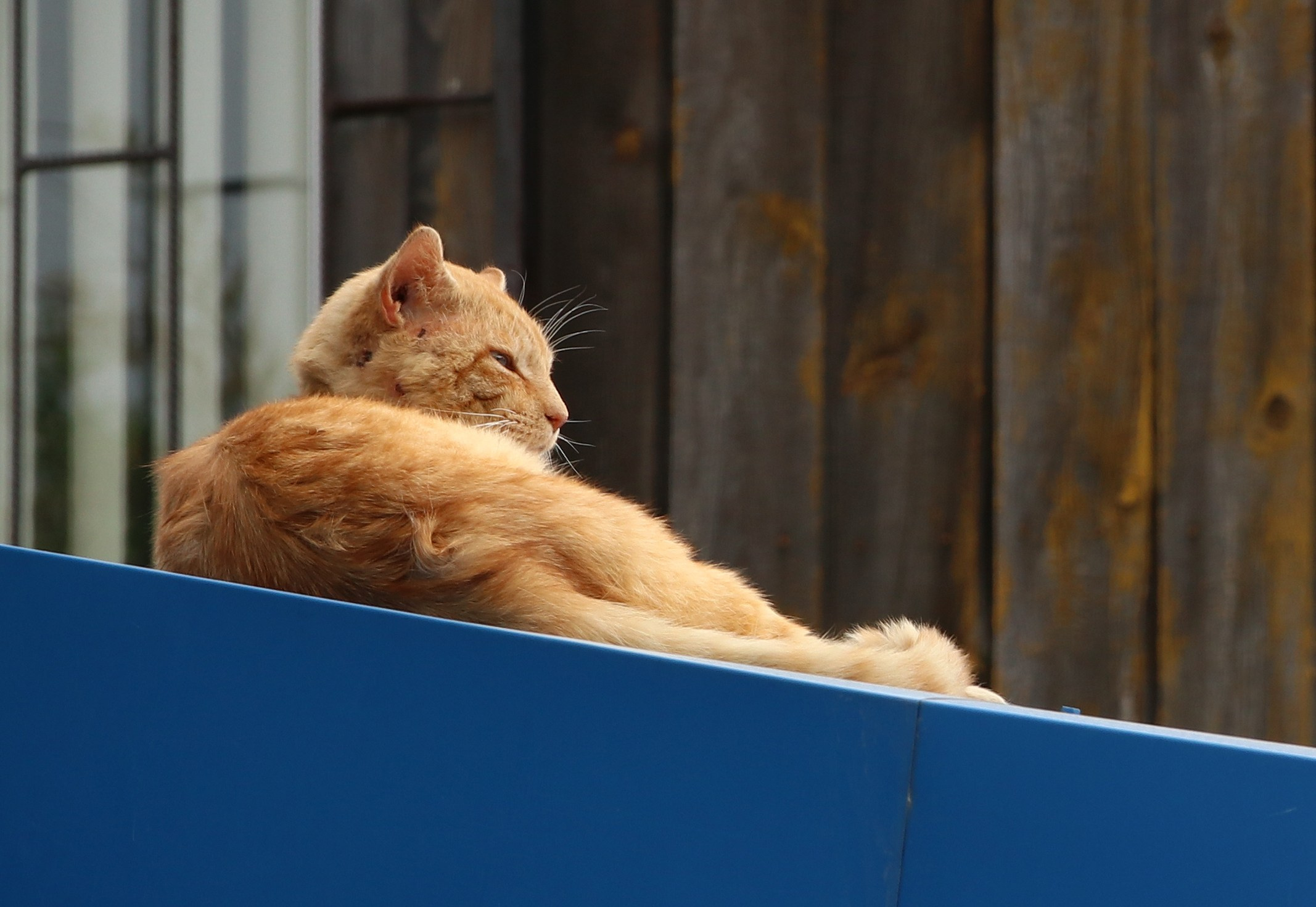 Камчатка и о. Парамушир. Июль 2024. Путешественник-фотограф из Санкт-Петербурга Татьяна Свистулина