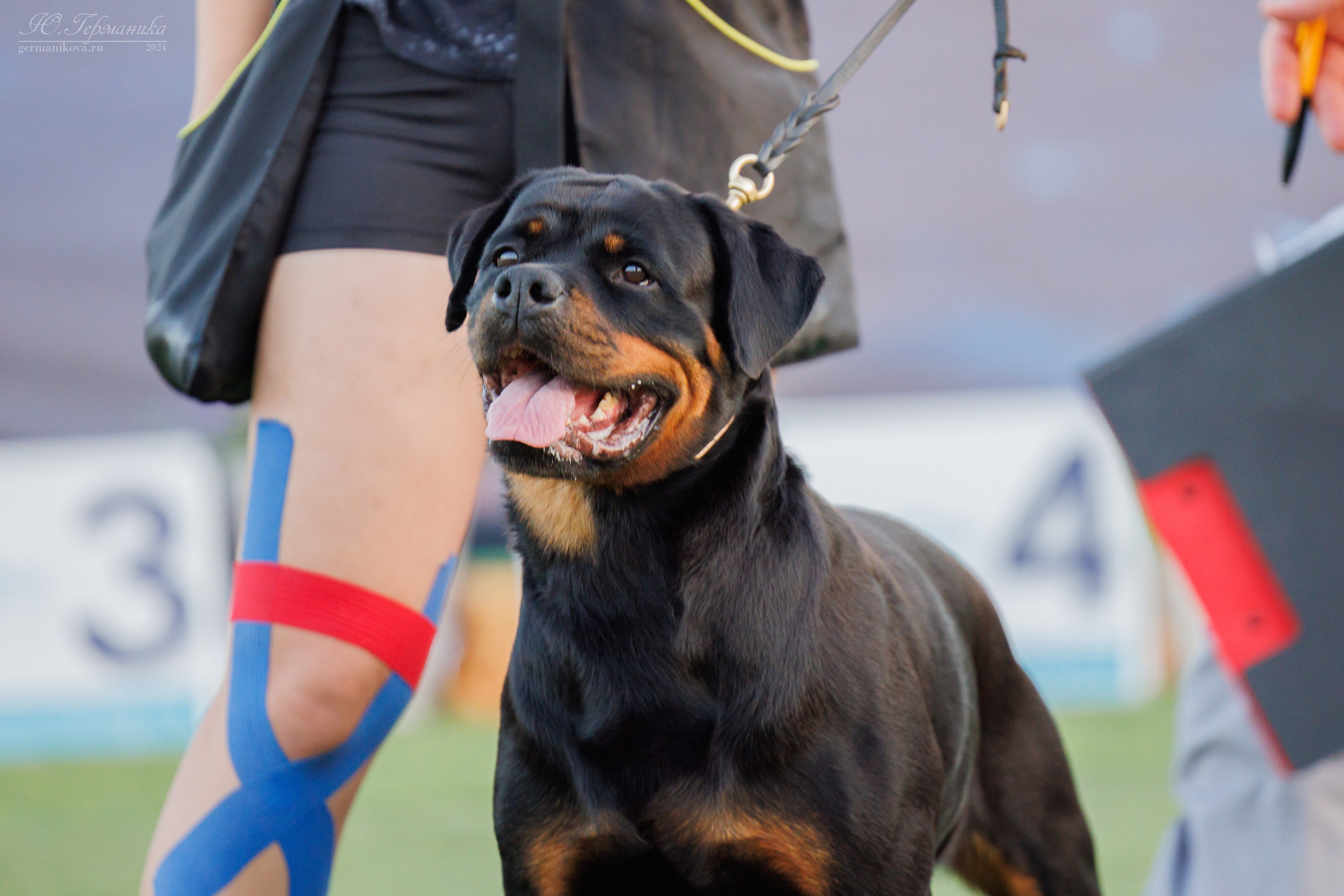 Анапа ротвейлеры 14-15.09.2024. Фотограф-анималист Юлия Германика