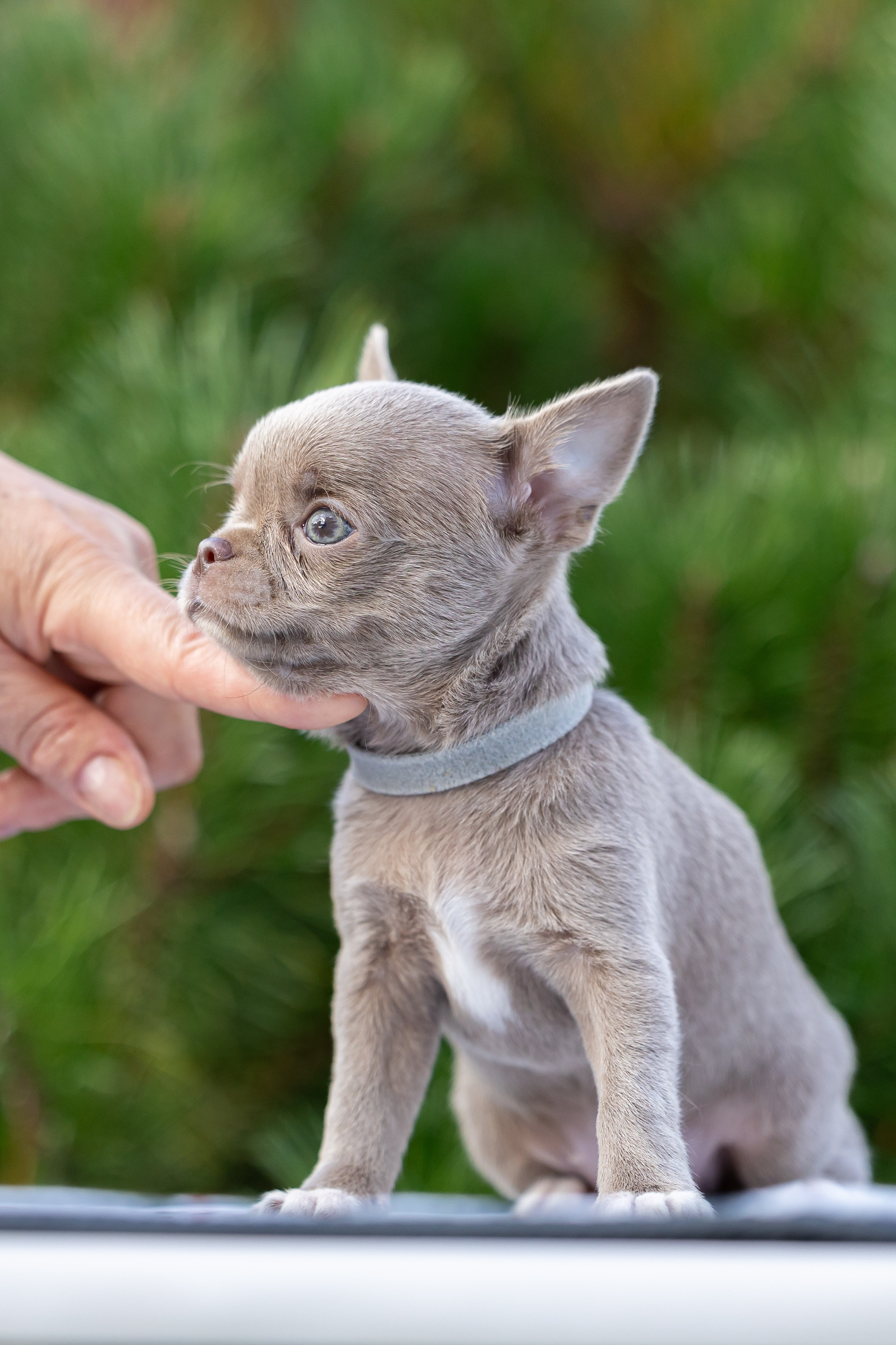 Щенки. Фотограф Яна Матвеева в Ижевске