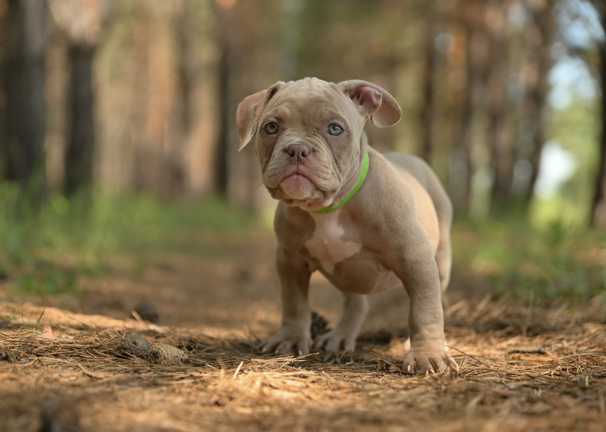Свободные щенки Американский Булли в Иркутске. Питомник собак Иркутск