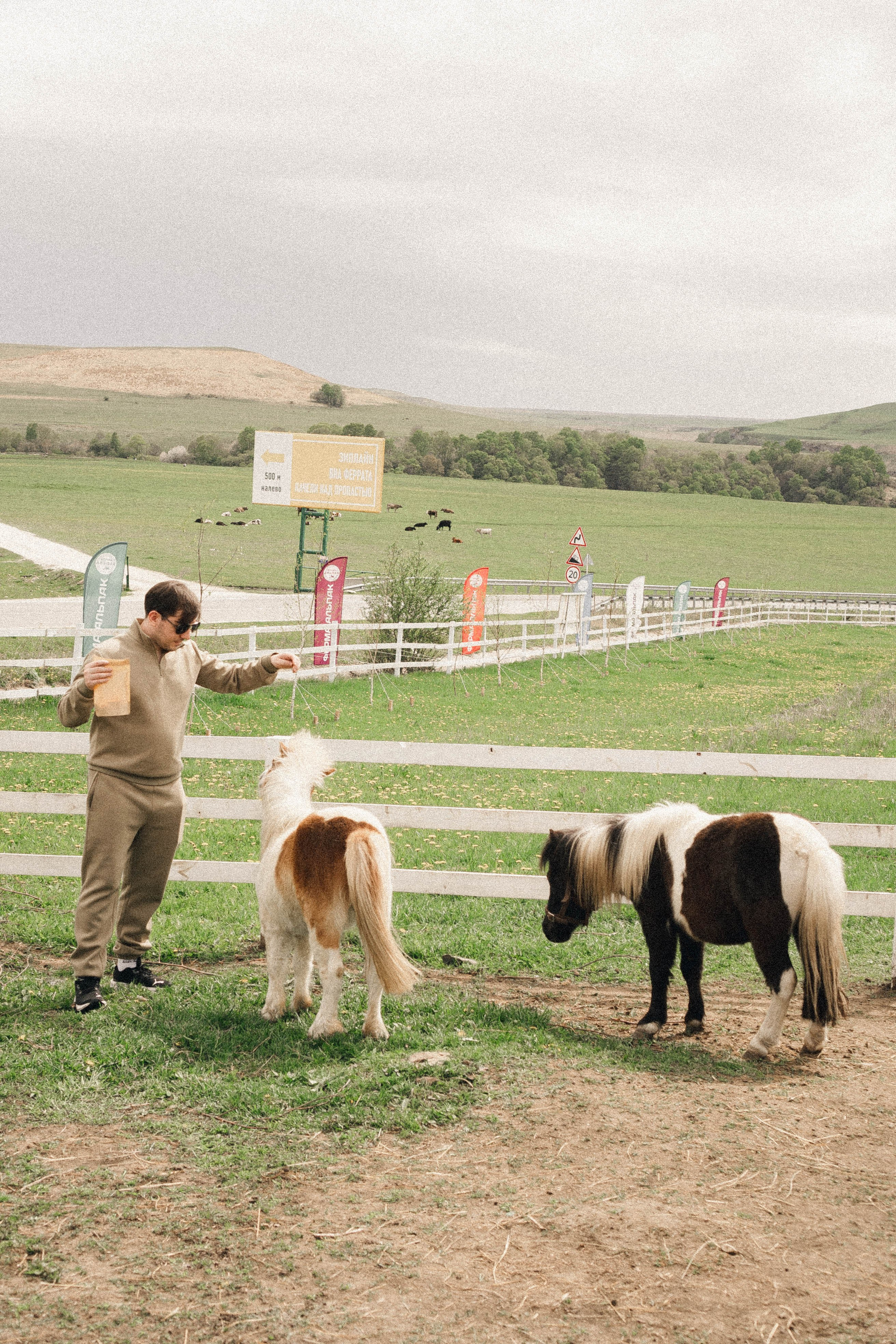 Ферма Альпак. Профессиональный фотограф, Санкт-Петербург — Виктория Богомолова