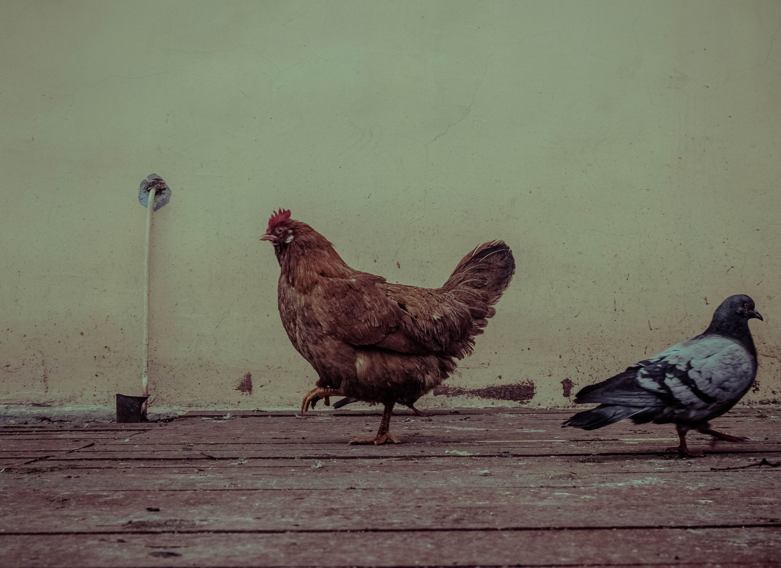 2013. Стрит-фотография, полная абсурда, идиотизма и красоты