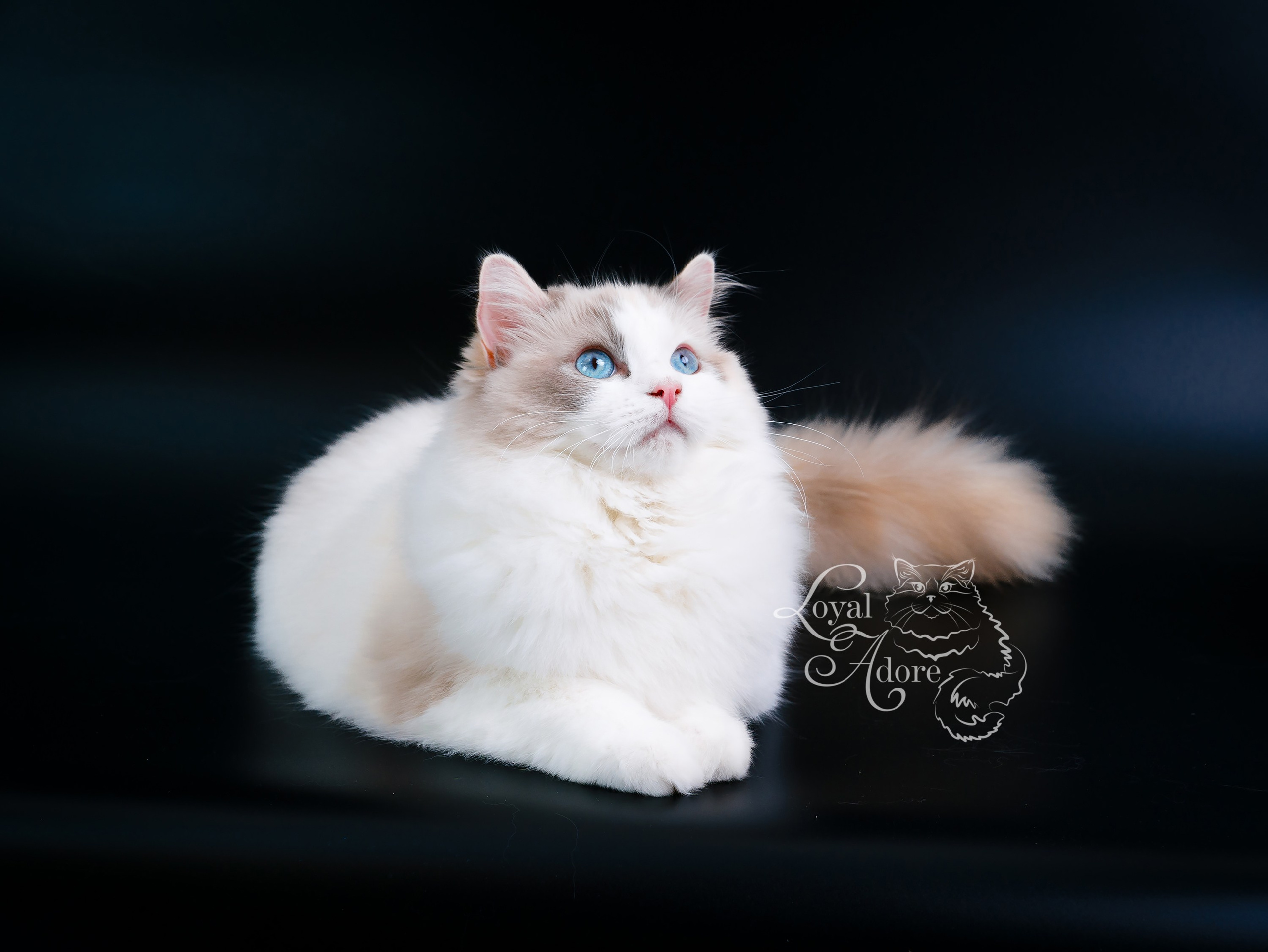 Съемка животных. Фуд, предметный и фотограф анималист в Нижнем Новгороде Иванов Максим