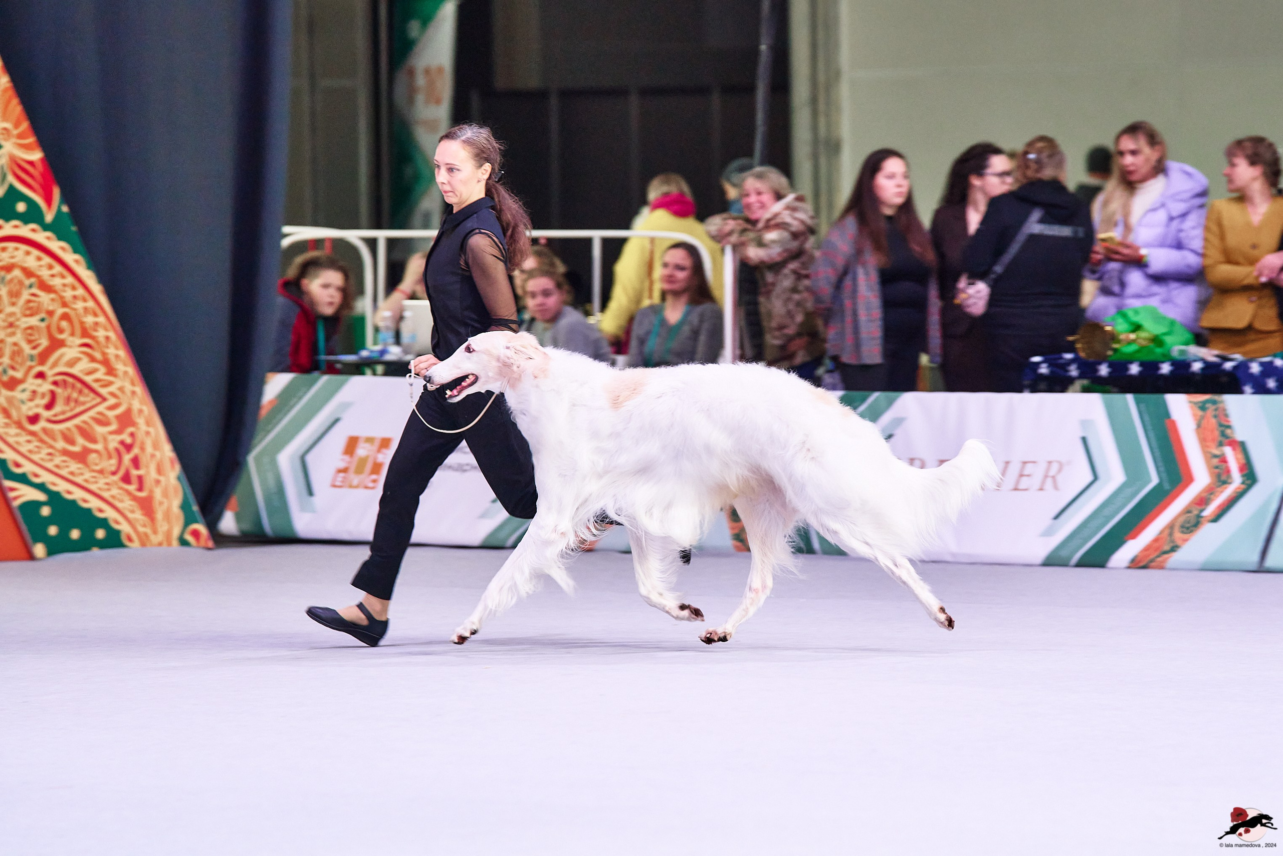 16.11.2024 «ЕВРАЗИЯ. КУБОК ПРЕЗИДЕНТА РКФ 2024»