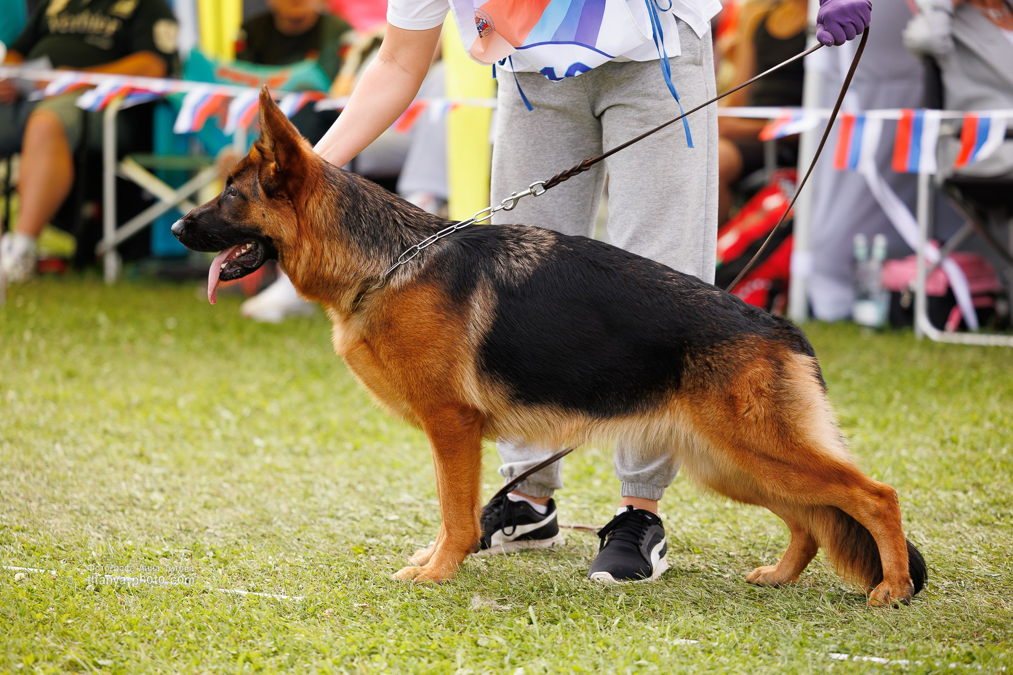 Немецкие овчарки: фото из рингов и вне ринга, мутпроба (фотографии с выставок). Фотограф собак, фотограф-анималист Аня Титова (Titanya). Москва