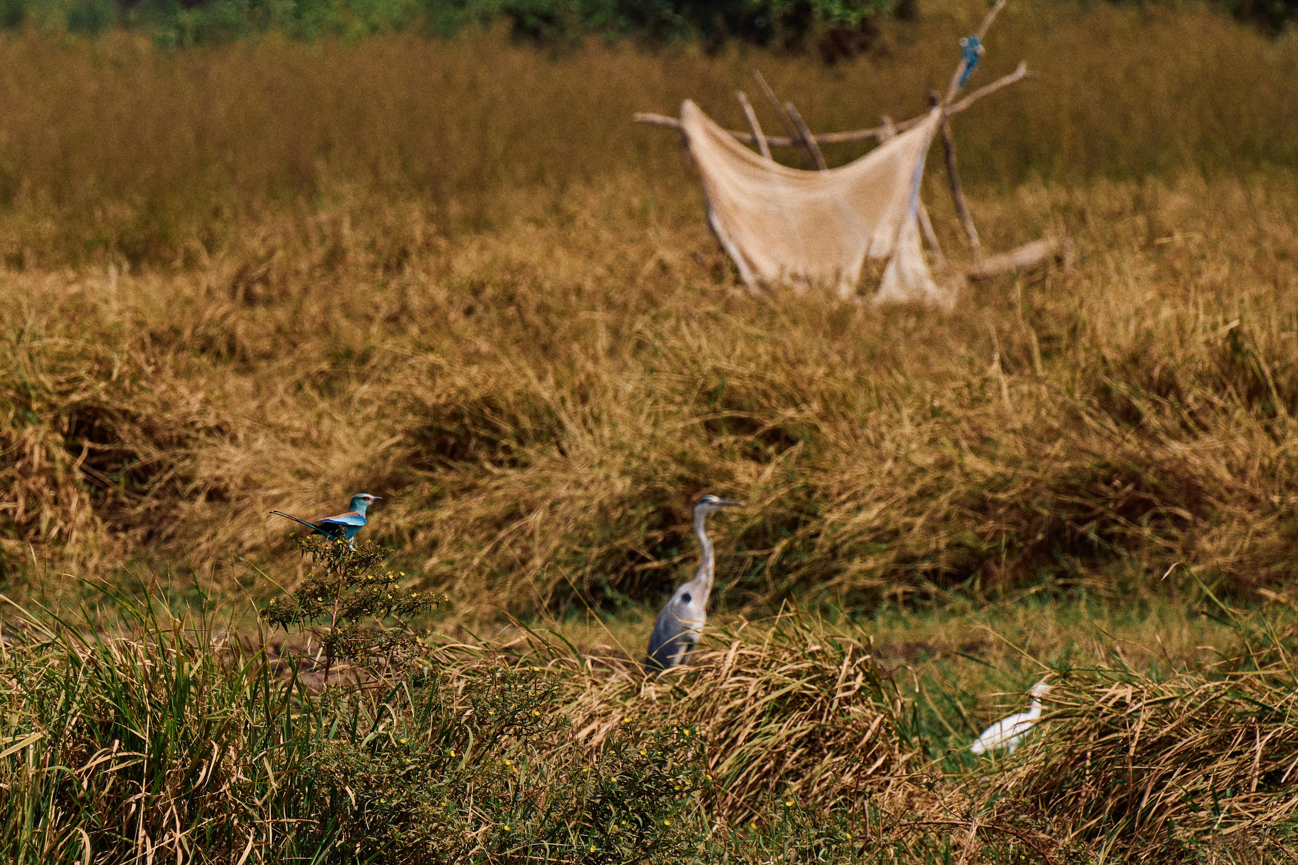 Gambia River. See the moment and catche. commercial and reportage