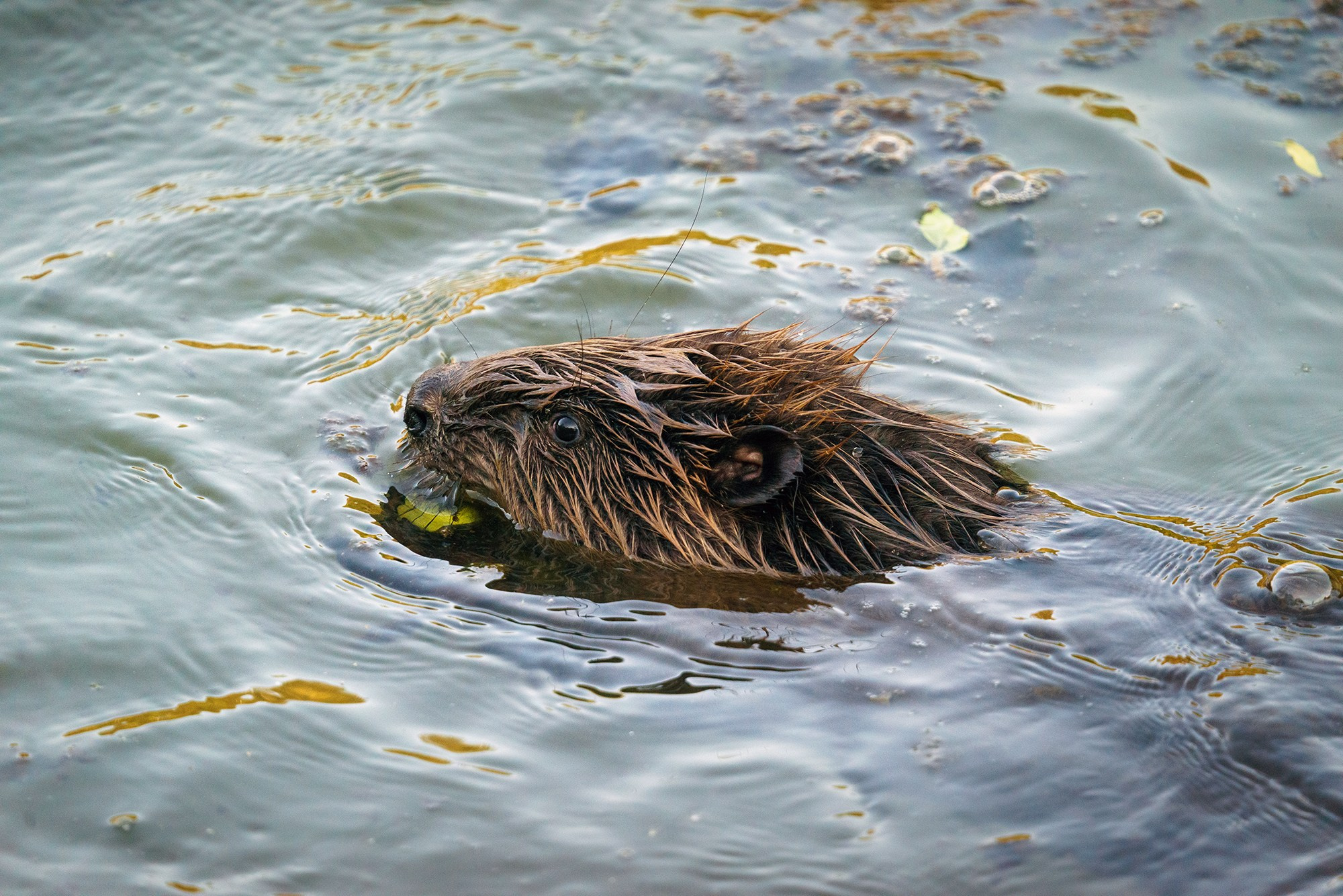 Животные. Ваш личный фотограф Марина Волкова