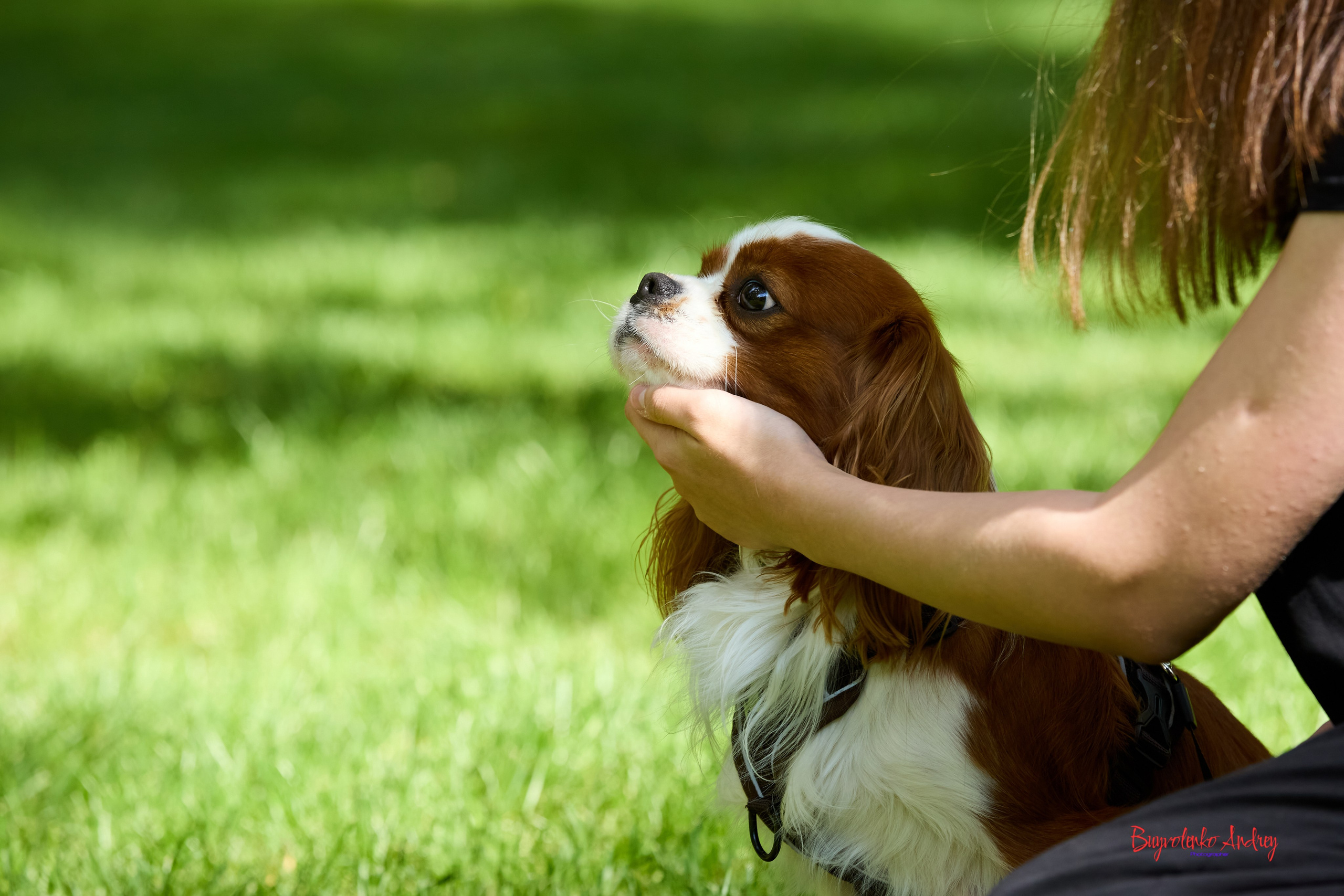 Фотопрогулка с кавалерами. Buyvolenko Andrey