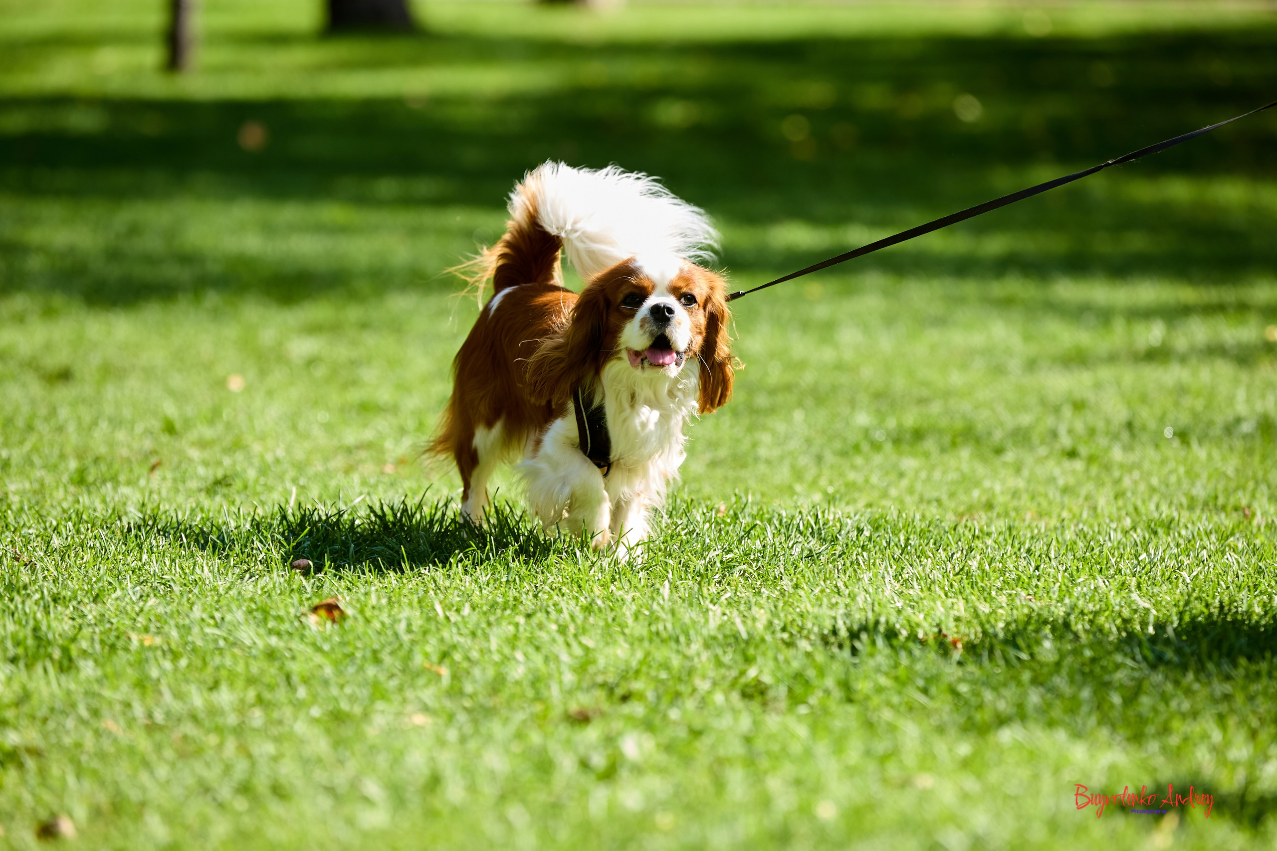 Фотопрогулка с кавалерами. Buyvolenko Andrey