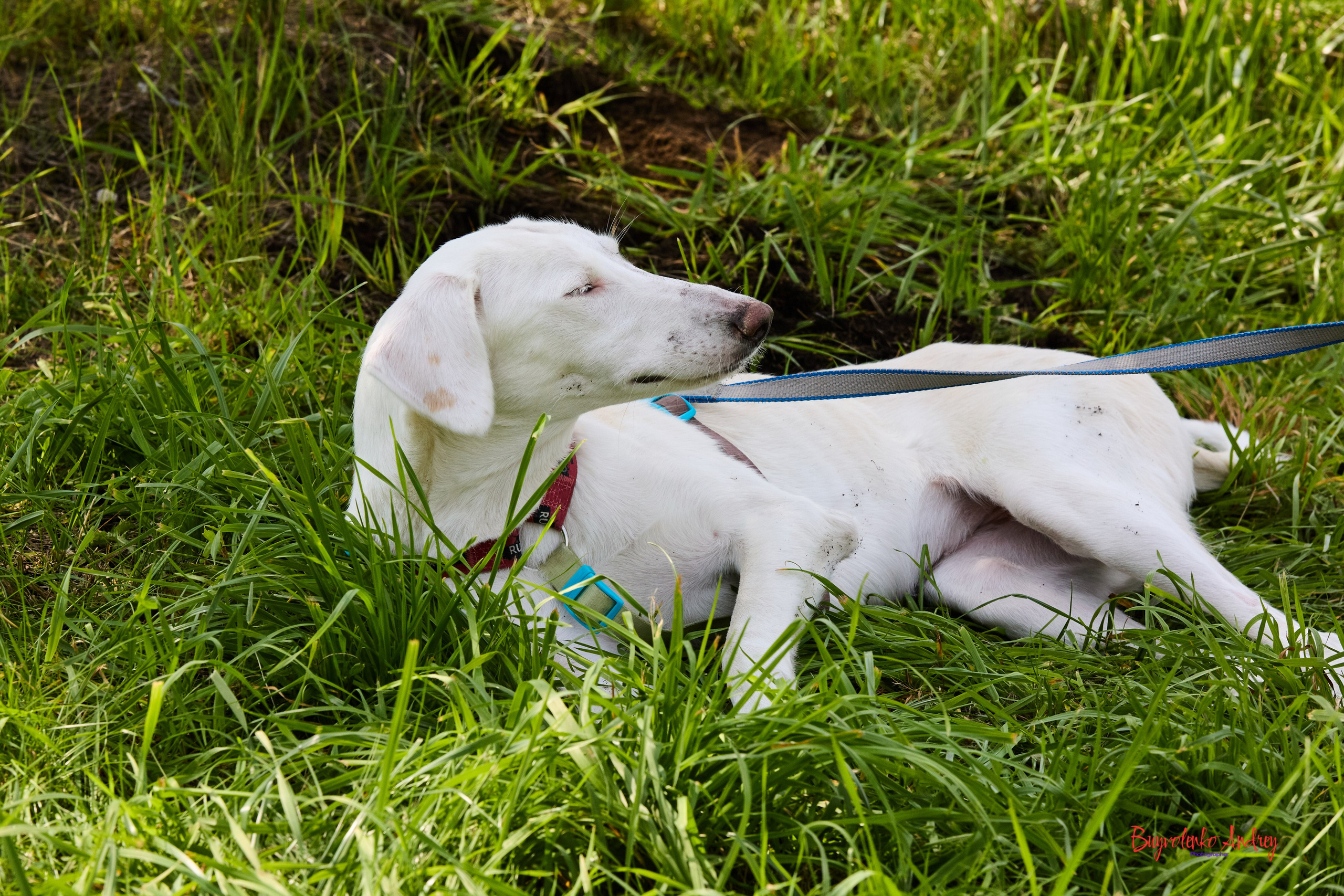 Проект фотопрогулка с хвостиком. Buyvolenko Andrey