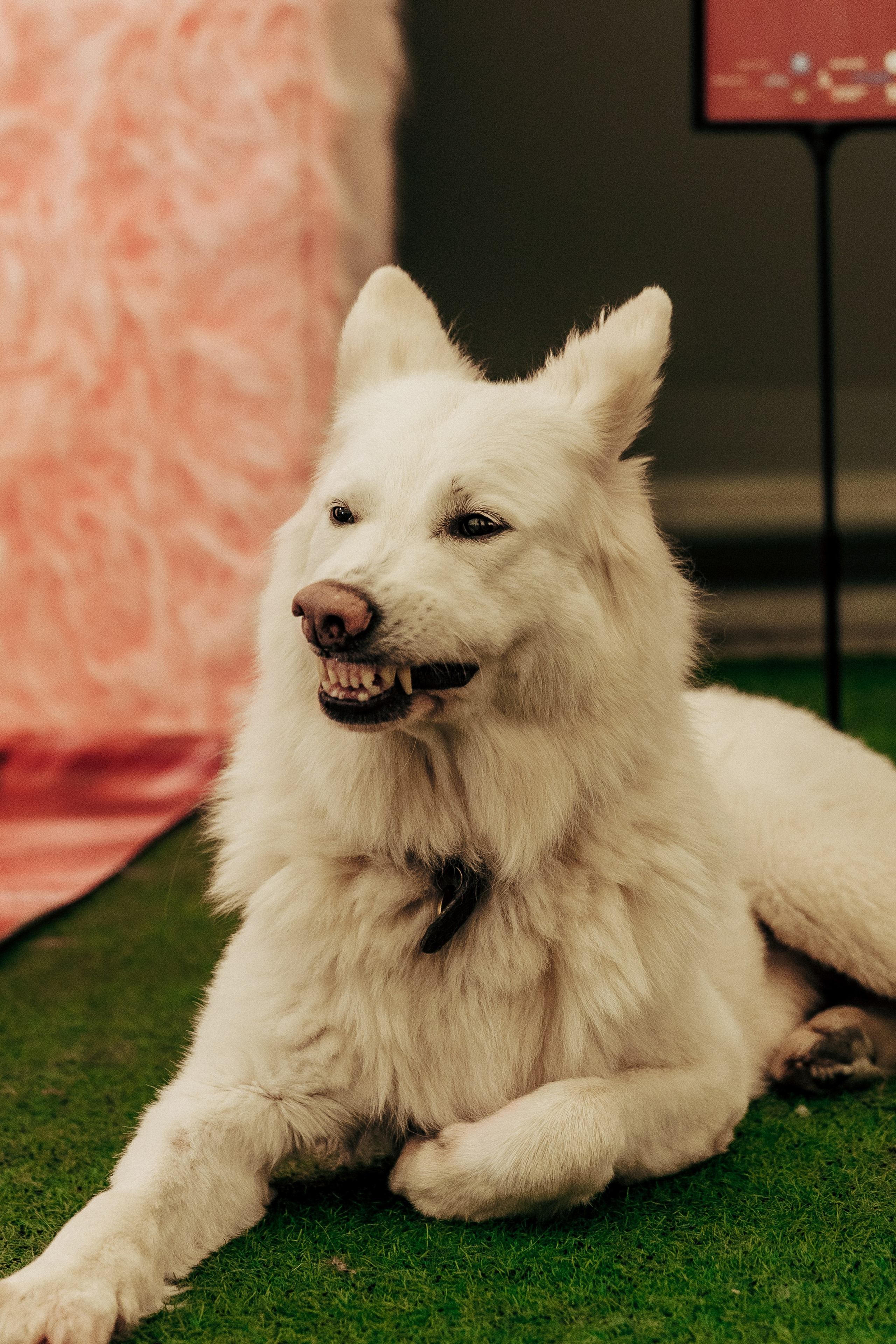 Репортажная фотосессия «День питомца-донора». Профессиональный фотограф в Санкт-Петербурге Александр Волосенцев