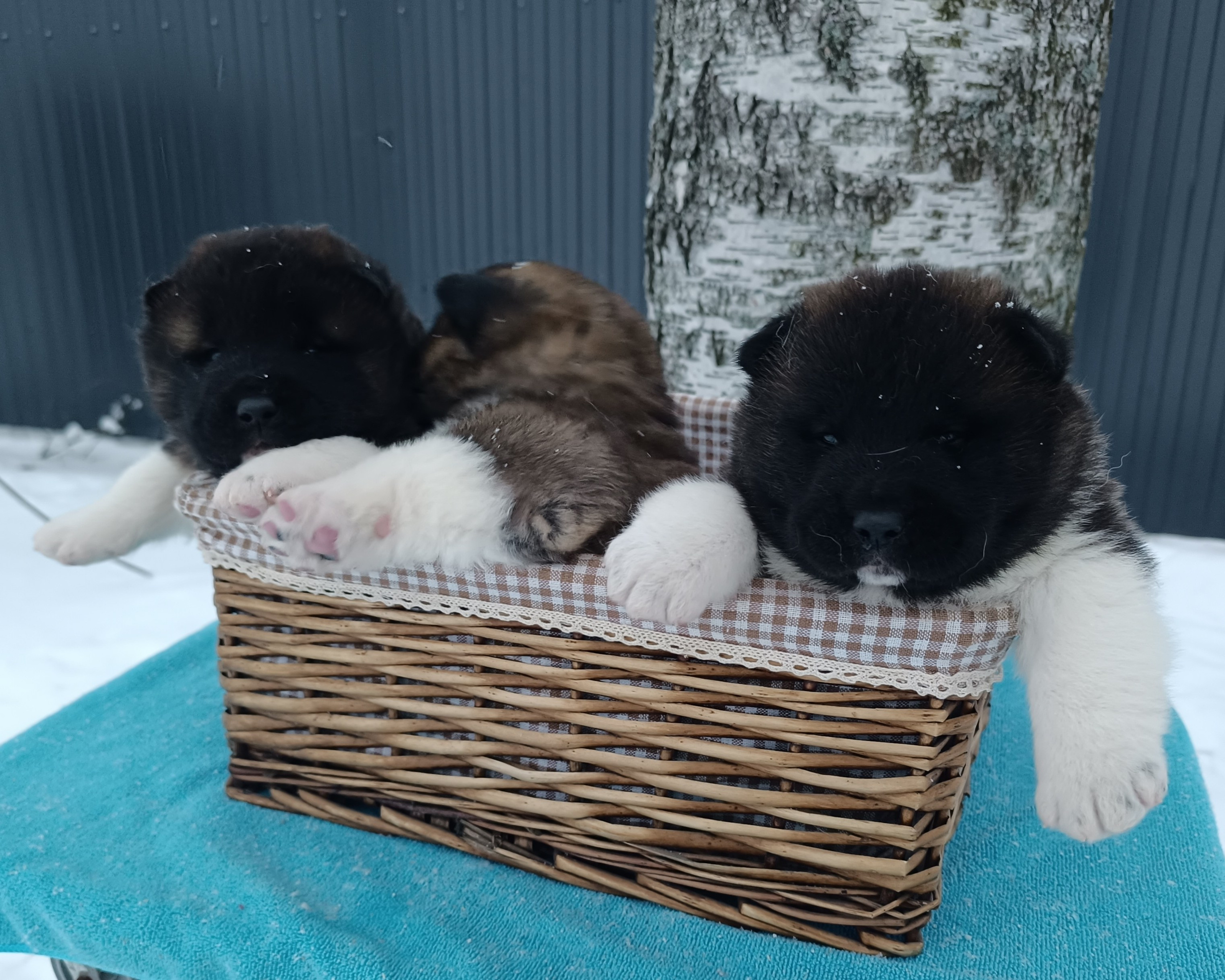 Американская акита  щенки питомник Санкт-Петербург клубные щенки Американская акита питомник RUBYLIGHT Рубилайт купить щенка американской акиты