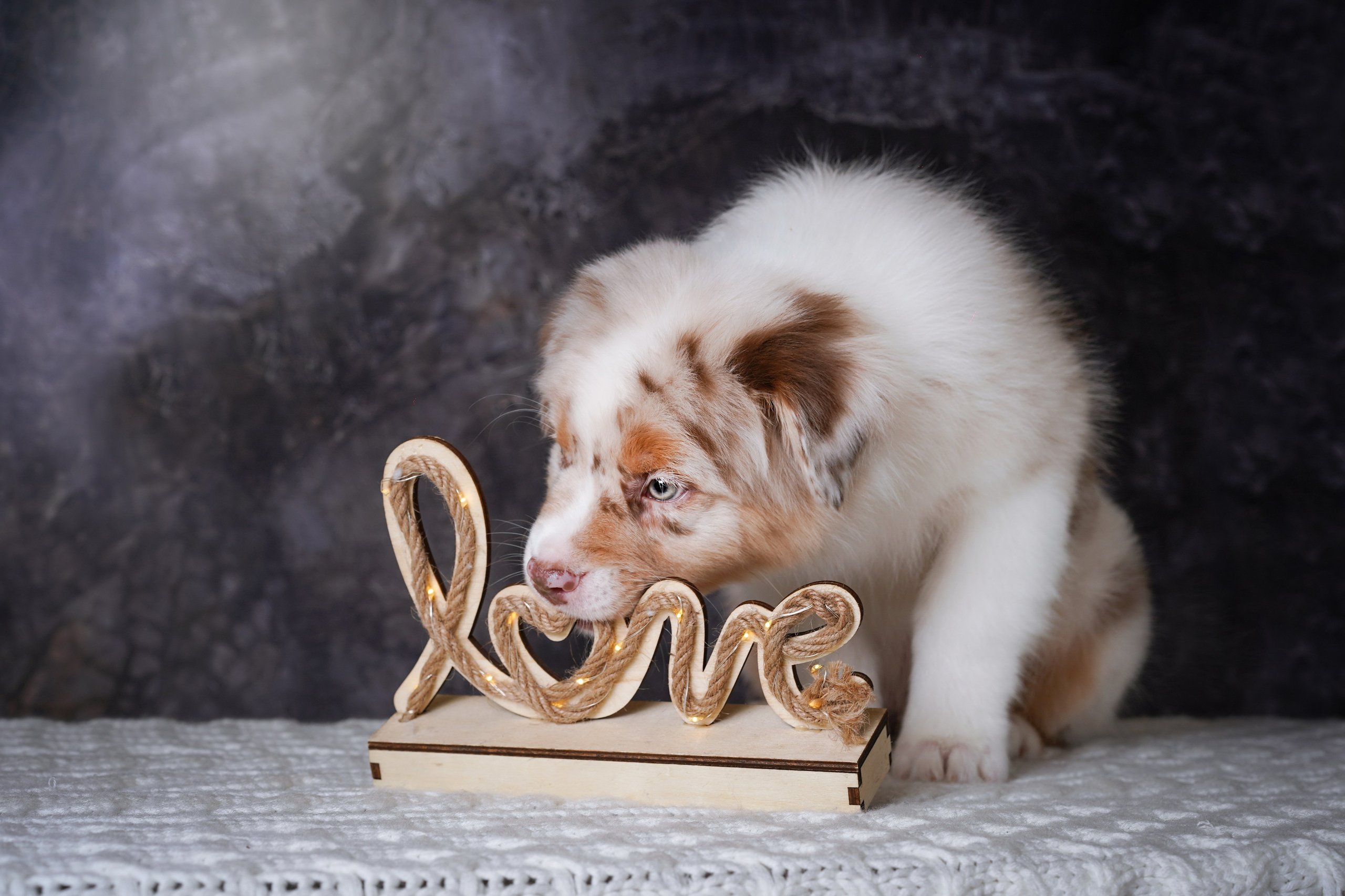 Щенки аусси. Фотограф-анималист в Санкт-Петербурге Яна Мартынова