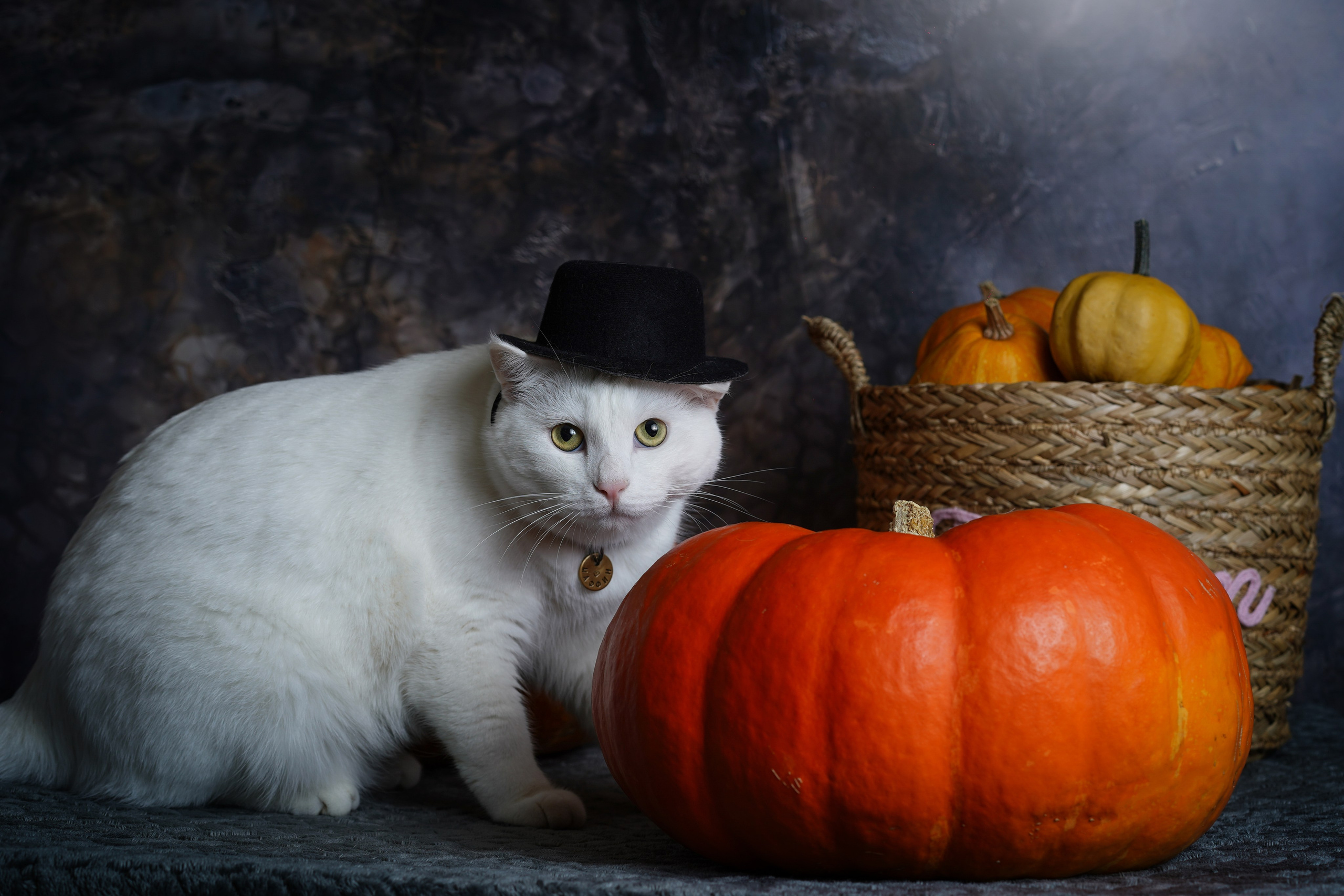 Маффин и Хэллоуин. Фотограф-анималист в Санкт-Петербурге Яна Мартынова