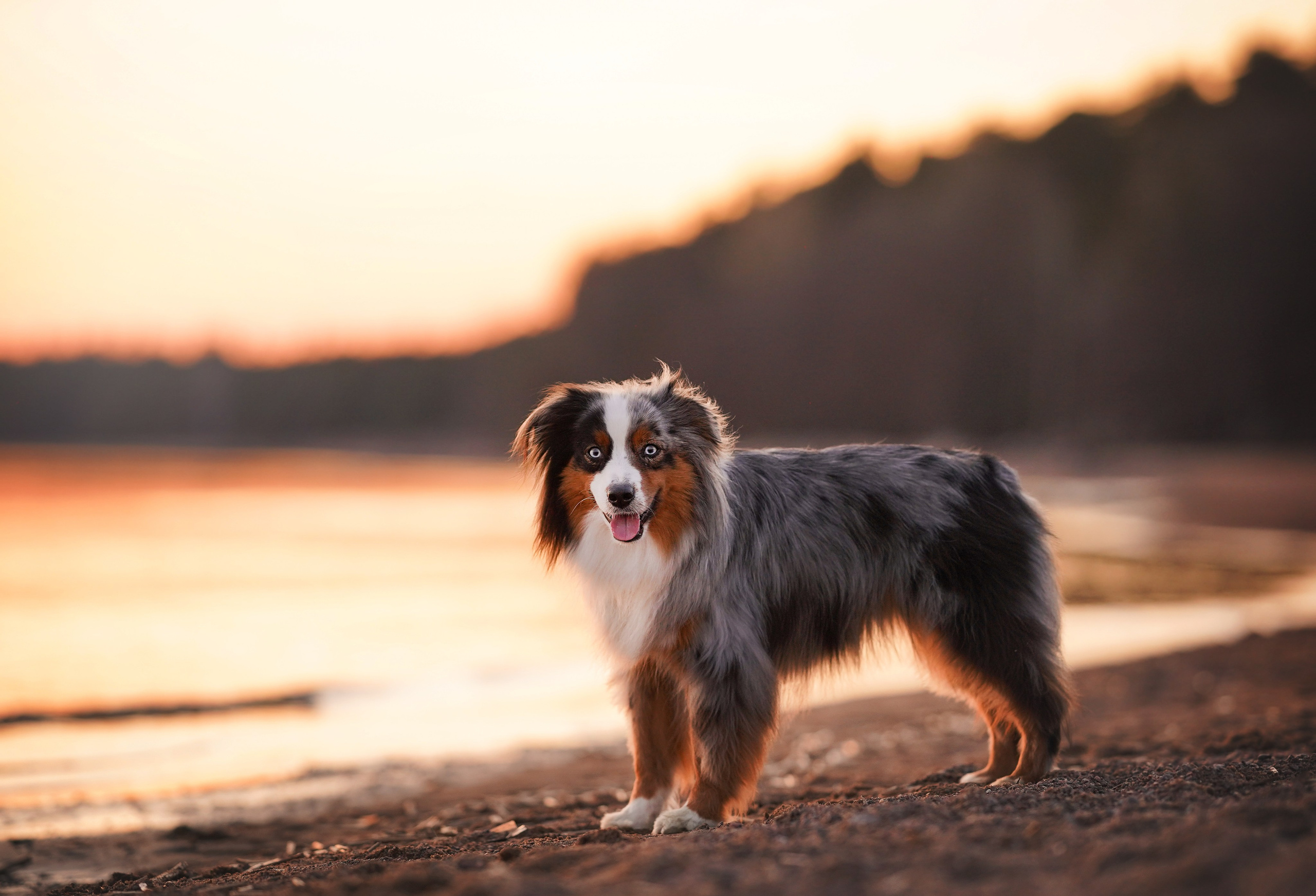 Алиса и Джокер. Фотограф-анималист в Санкт-Петербурге Яна Мартынова