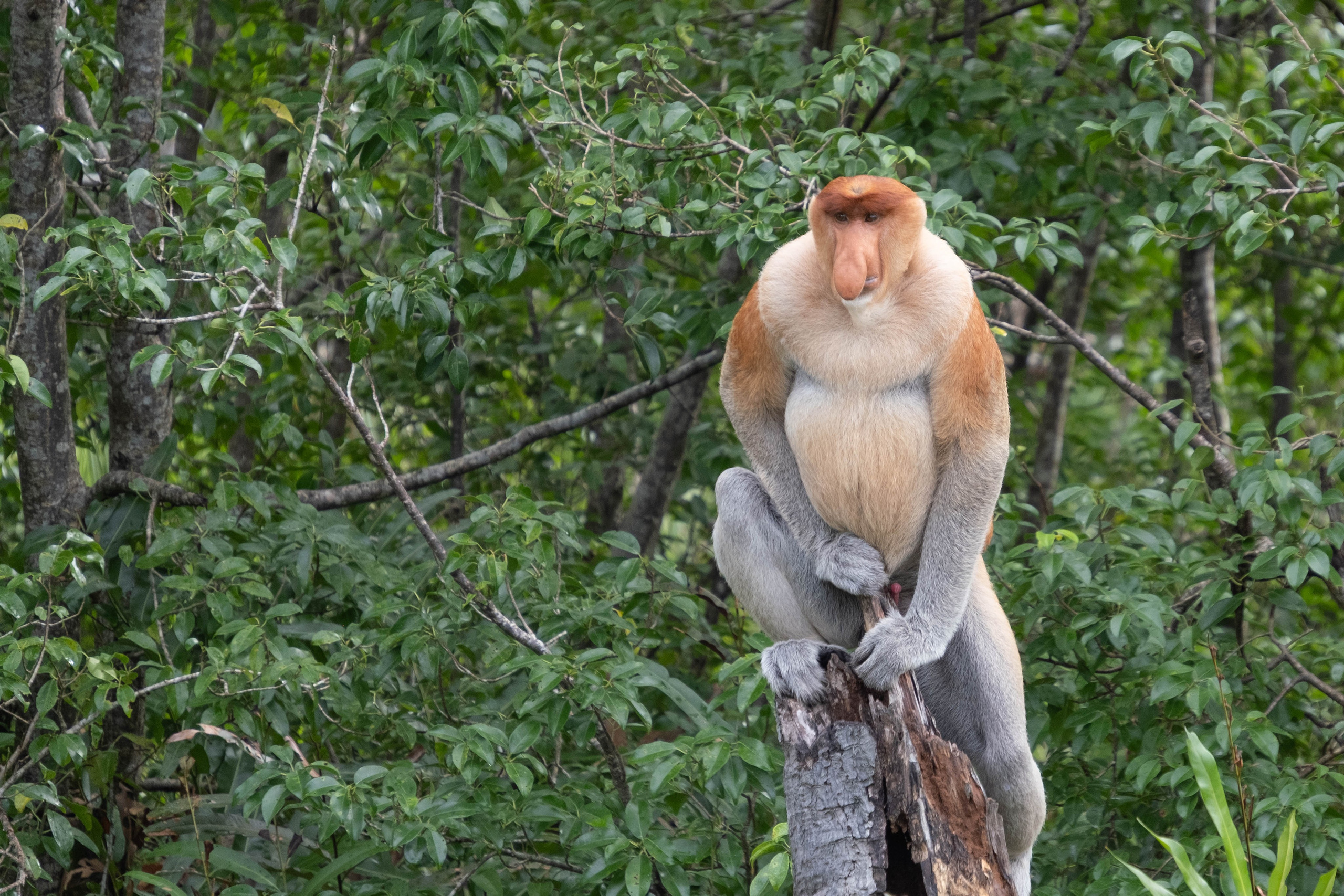 О. Борнео, г. Сандакан. В мире животных. Фотографии из путешествий