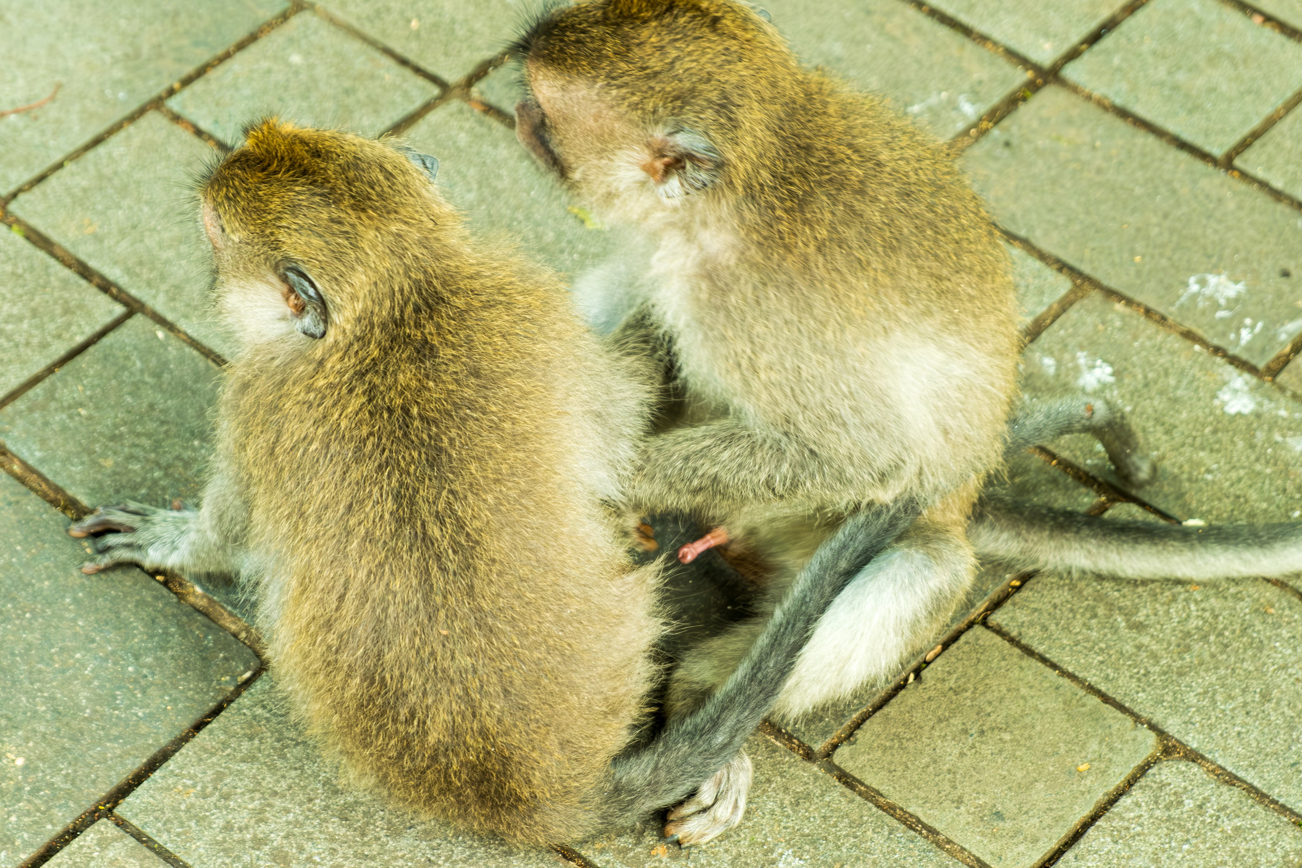 Остров Бали г. Убуд. Фотографии из путешествий