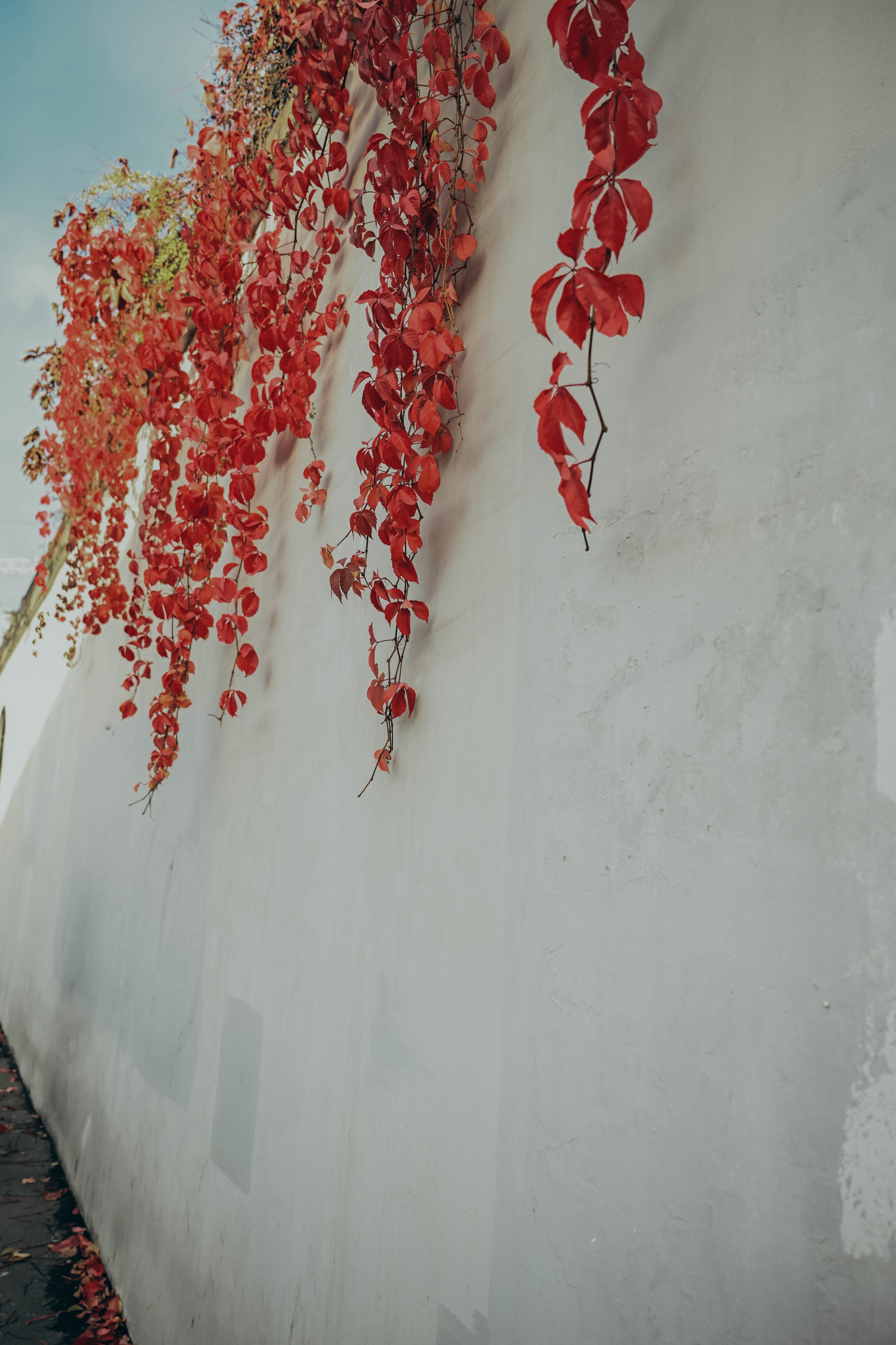 Прогулка Вика. Семейный фотограф в Москве Люберцах Ирина Вронская