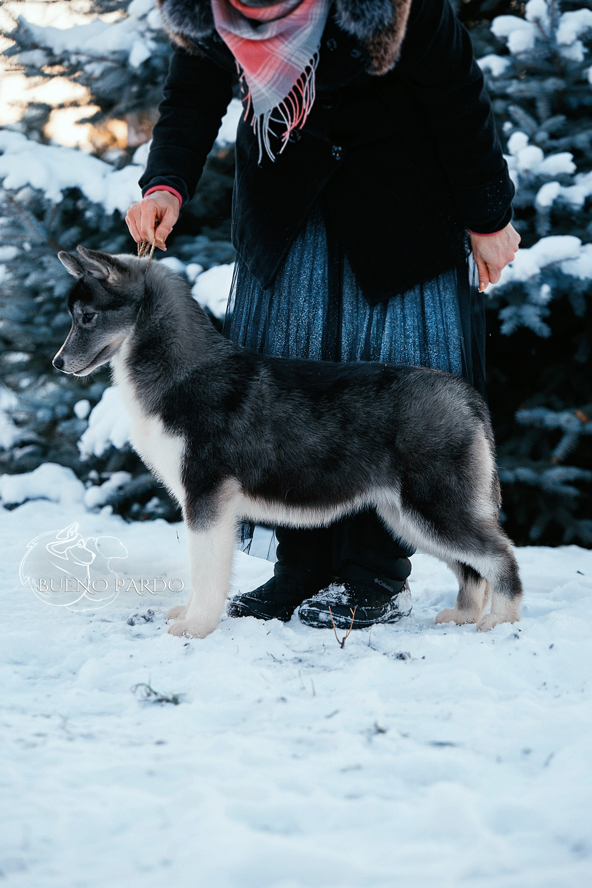 Щенки сибирского хаски из питомника. Питомник собак Акита, Хаски, Корги