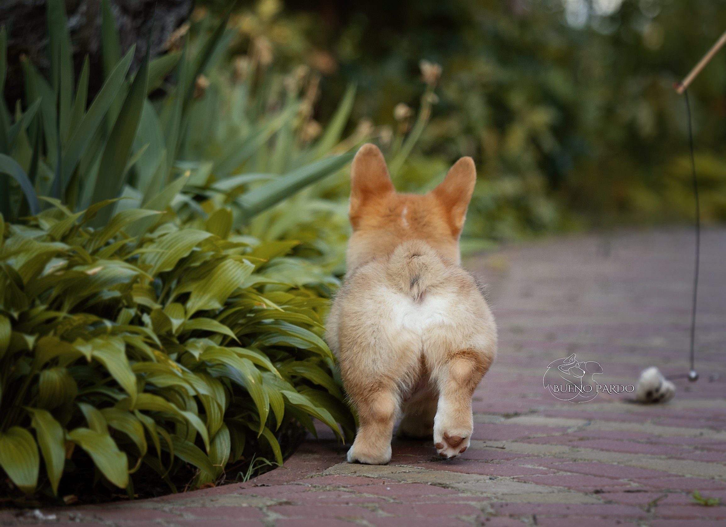 Щенки вельш корги пемброк из питомника. Питомник собак Акита, Хаски, Корги