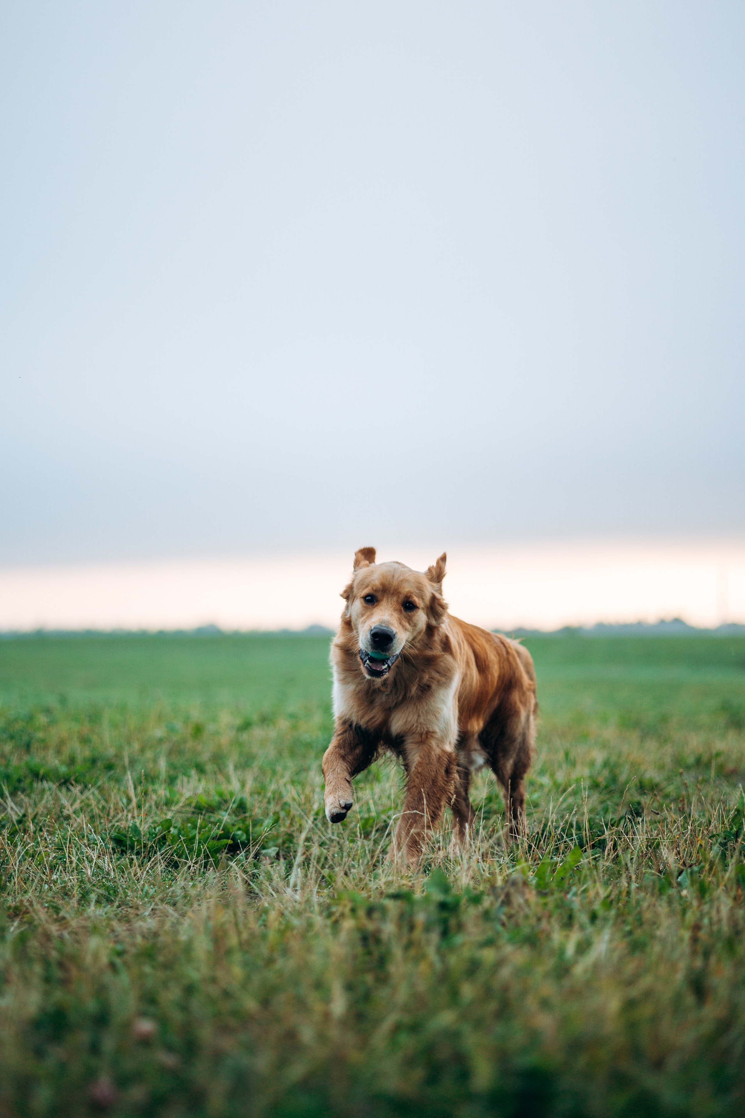 Аня и Ноллан. Фотограф — Анималист | Санкт-Петербург