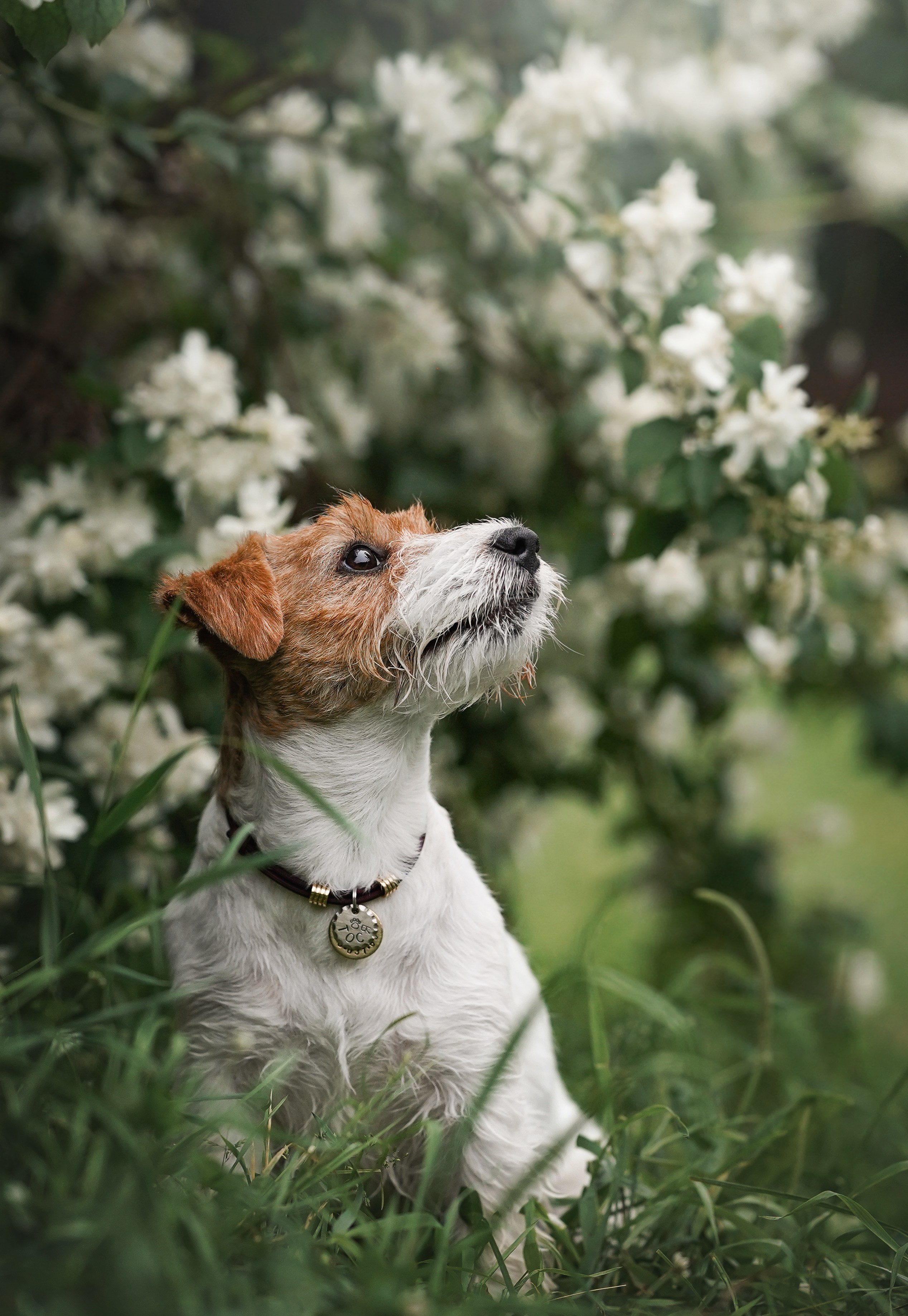 Люба и Тося. Фотограф-анималист в Санкт-Петербурге Яна Мартынова