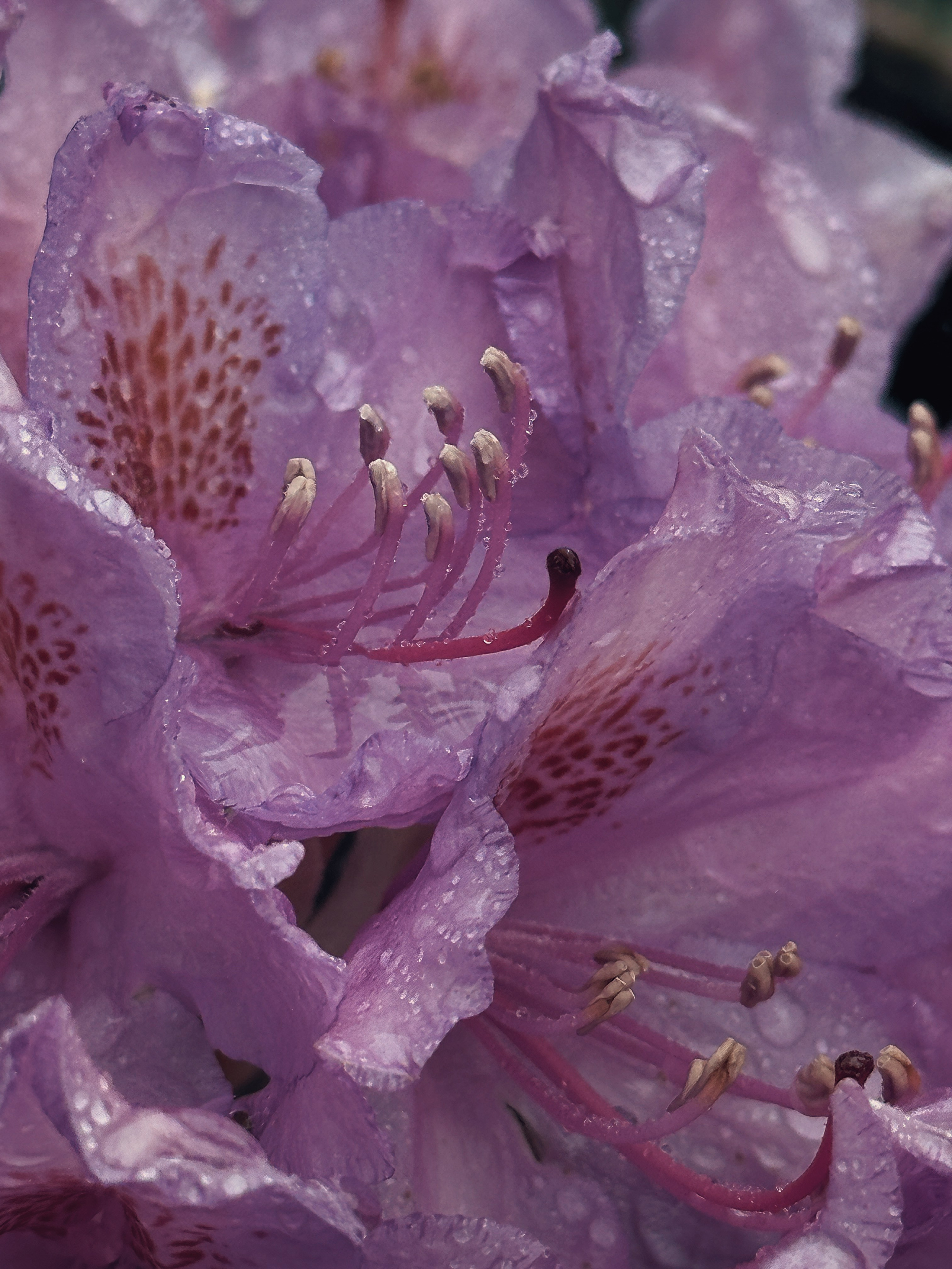 Макро любовь. Смотри, красота!