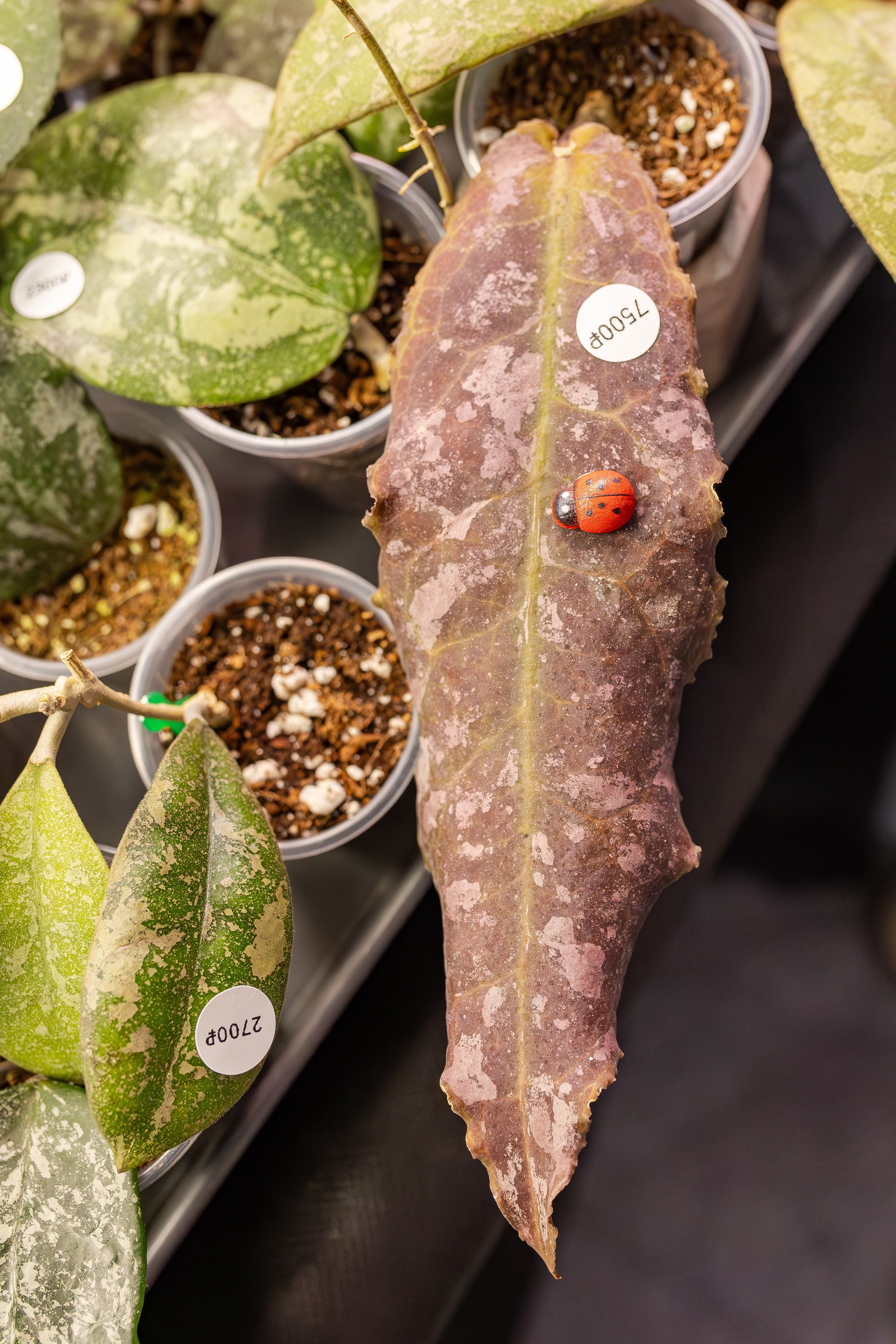 Монстериум апрель 2026. Александра Куликова фотограф, Москва