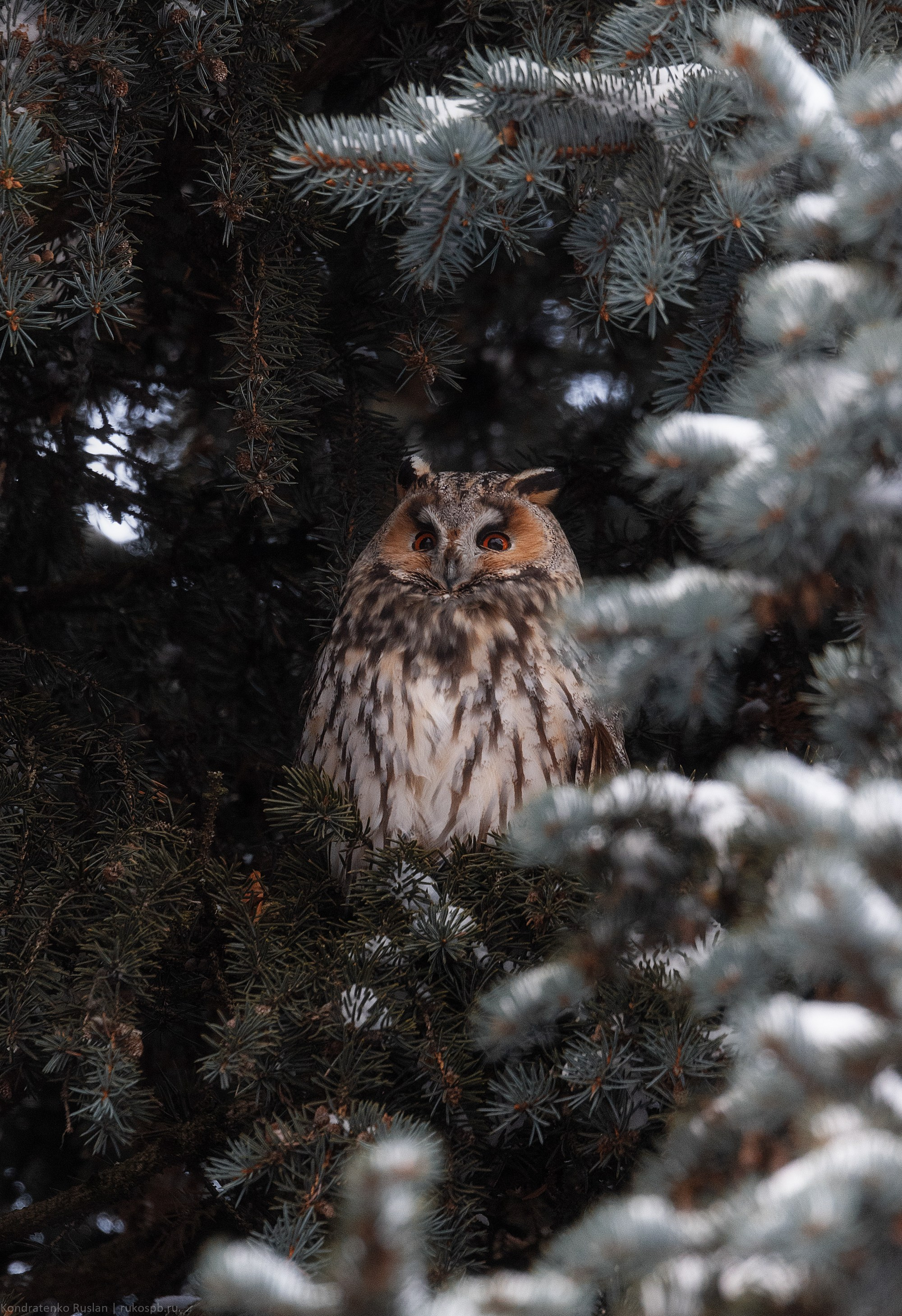 Ушастая сова. Архитектурный и пейзажный фотограф Кондратенко Руслан, Санкт-Петербург