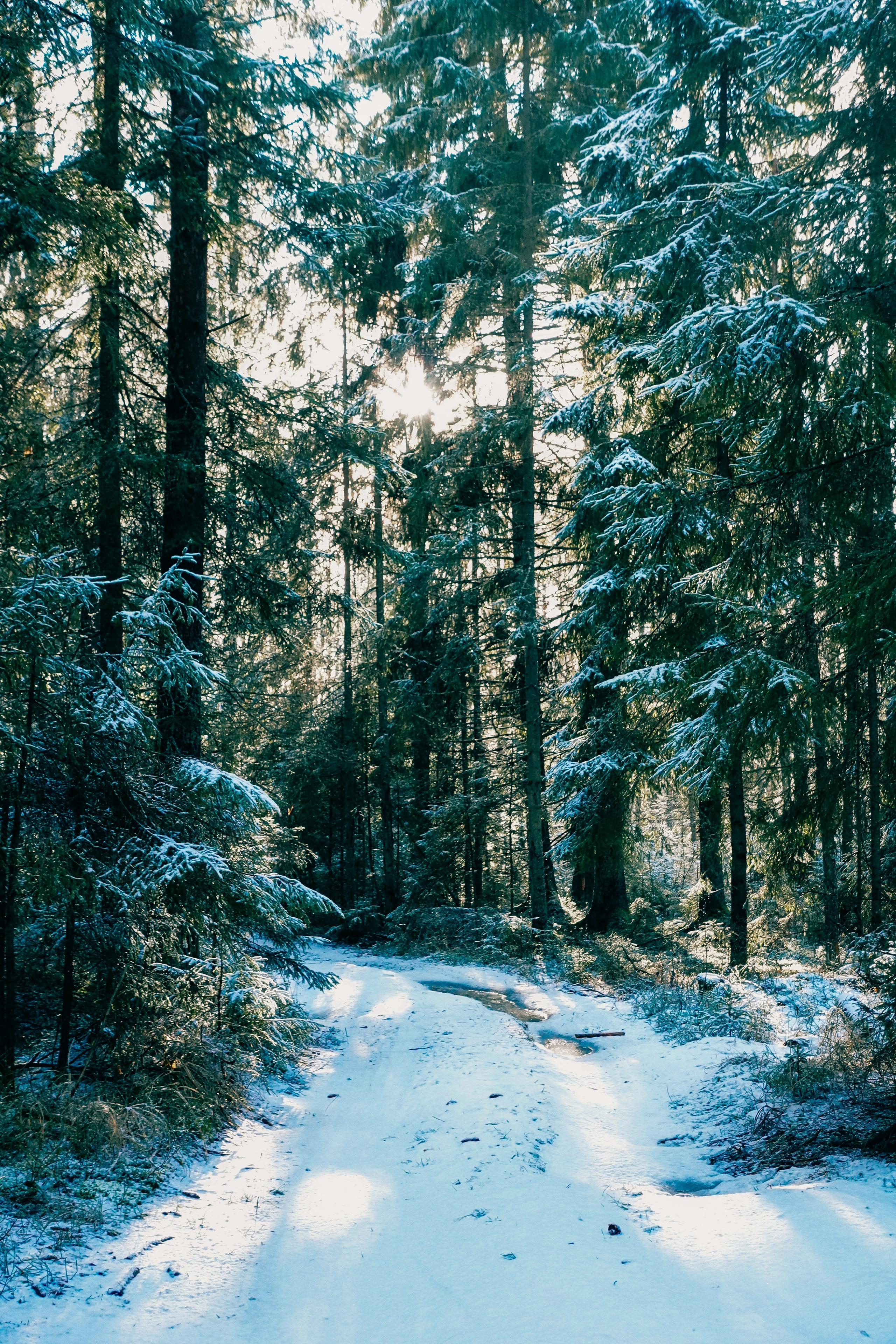 Пленишник. Фотограф Алиса Аспер