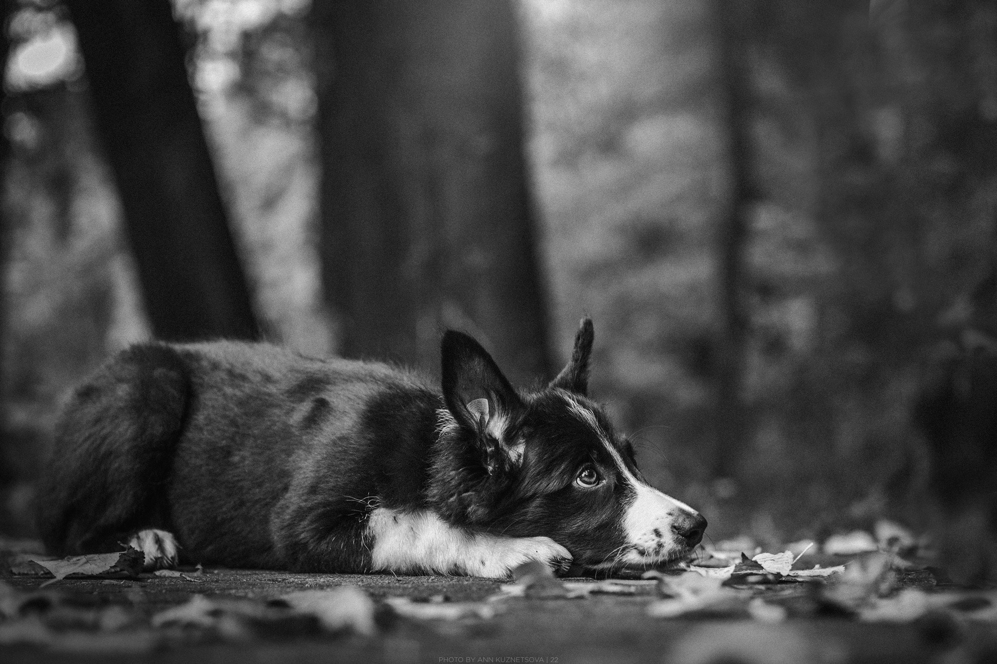 Оди и Юки. Фотограф анималист Кузнецова Анна Нижний Новгород