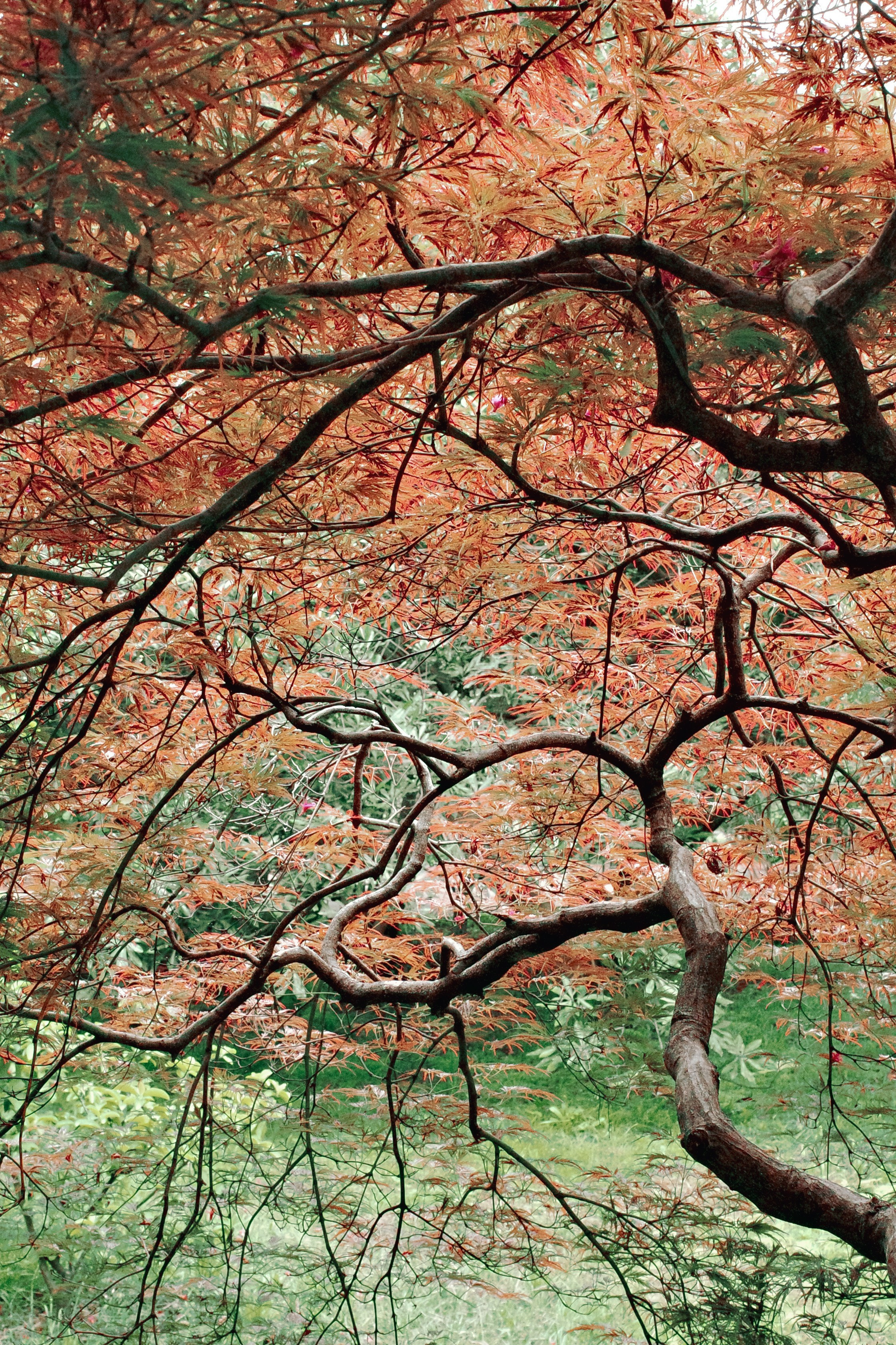 JAPANESE GARDEN. Anne Demia