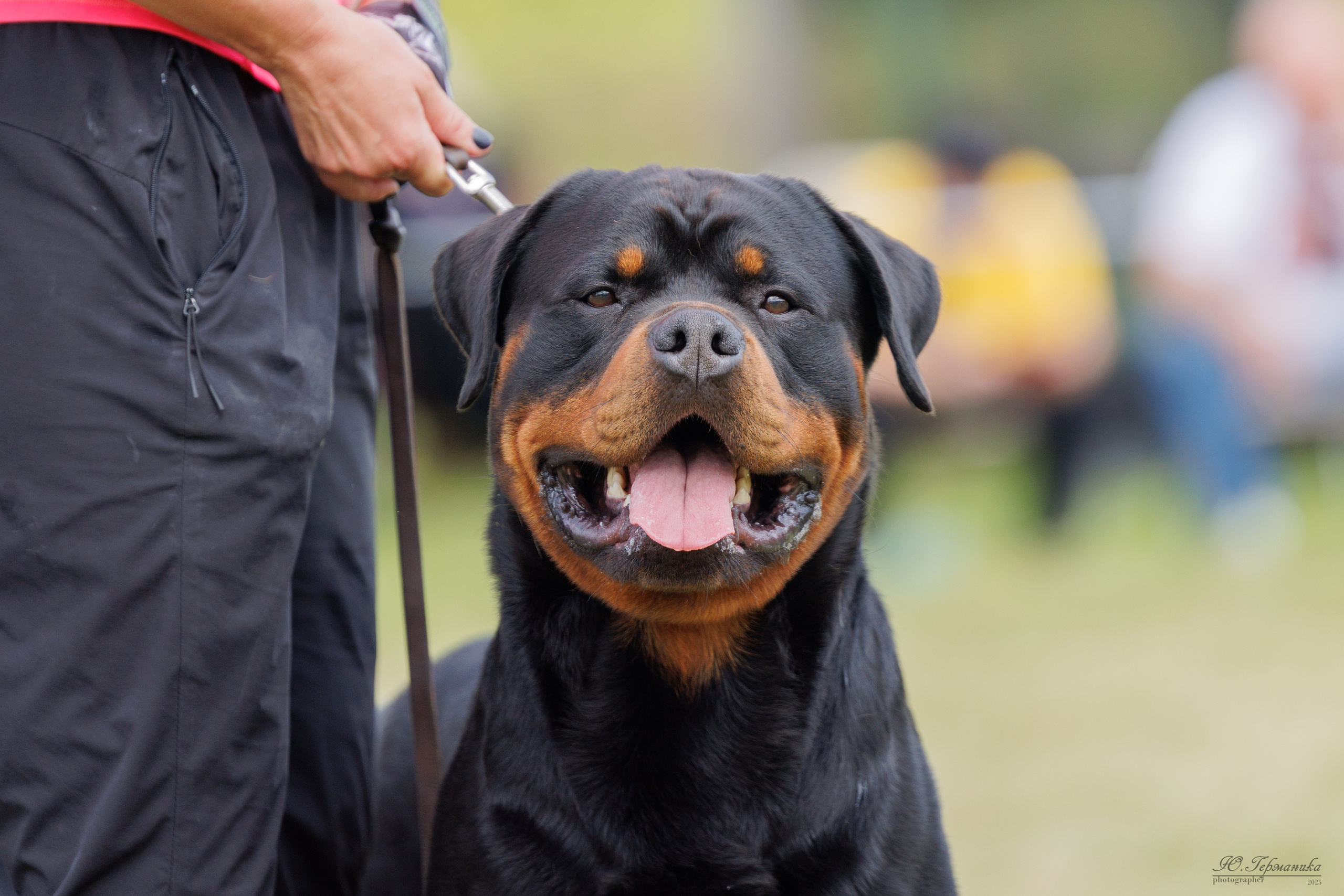 Рязань 2хмоно ротвейлеры 16-17.08.2025. Фотограф-анималист Юлия Германика