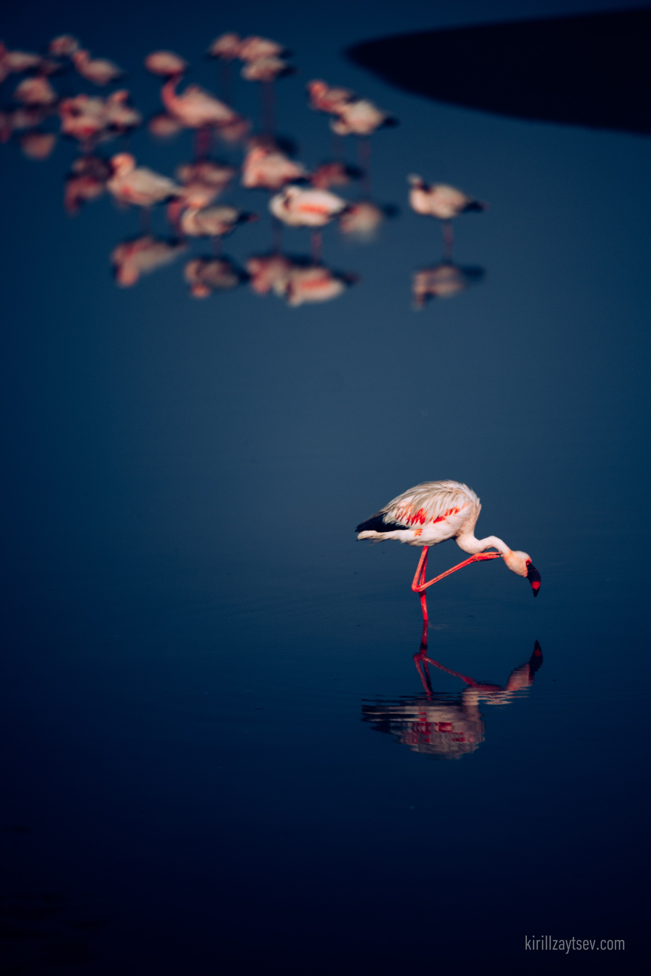 Жизнь. Профессиональный фотограф Кирилл Зайцев