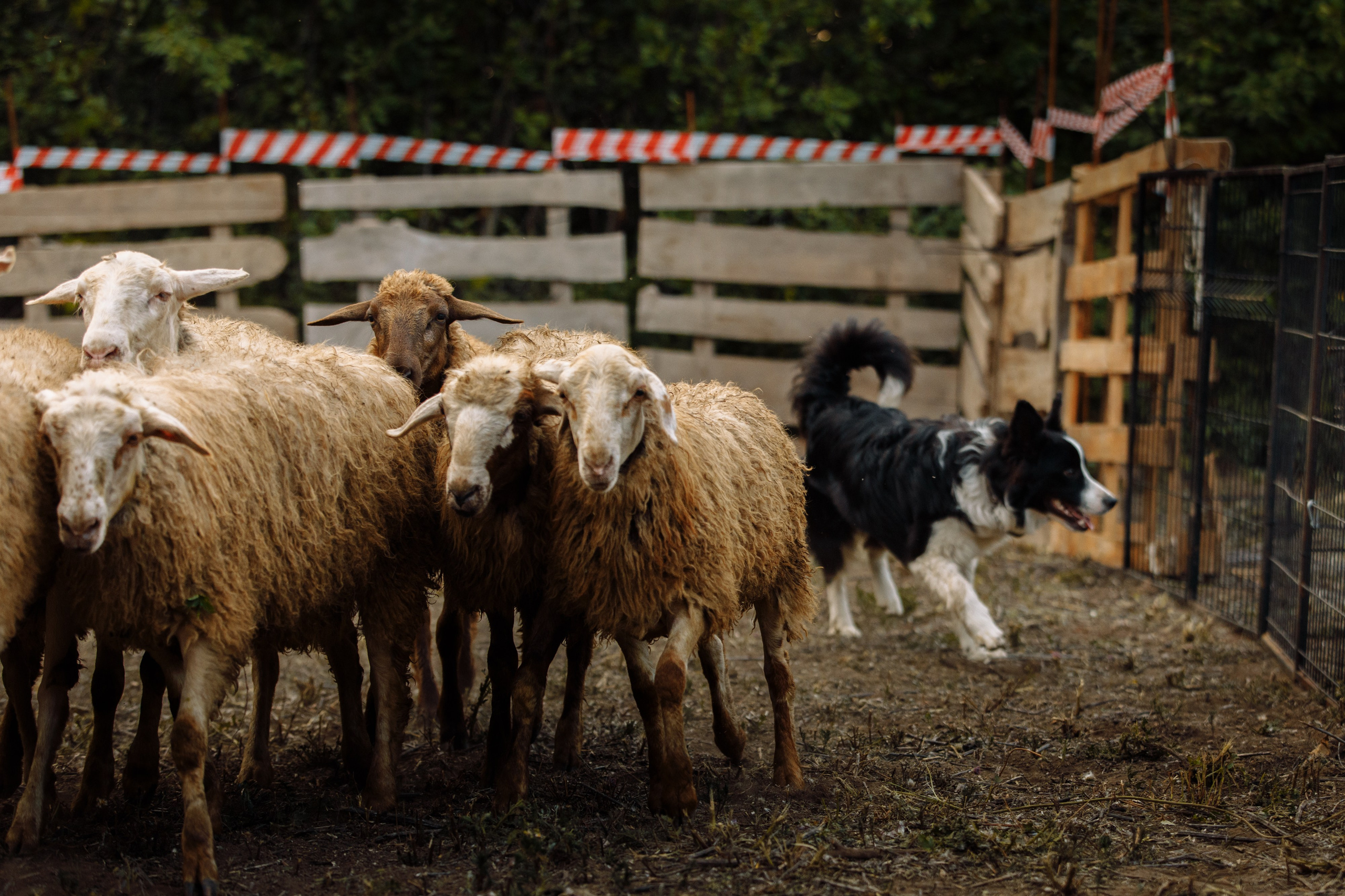 Овечий день. О нас