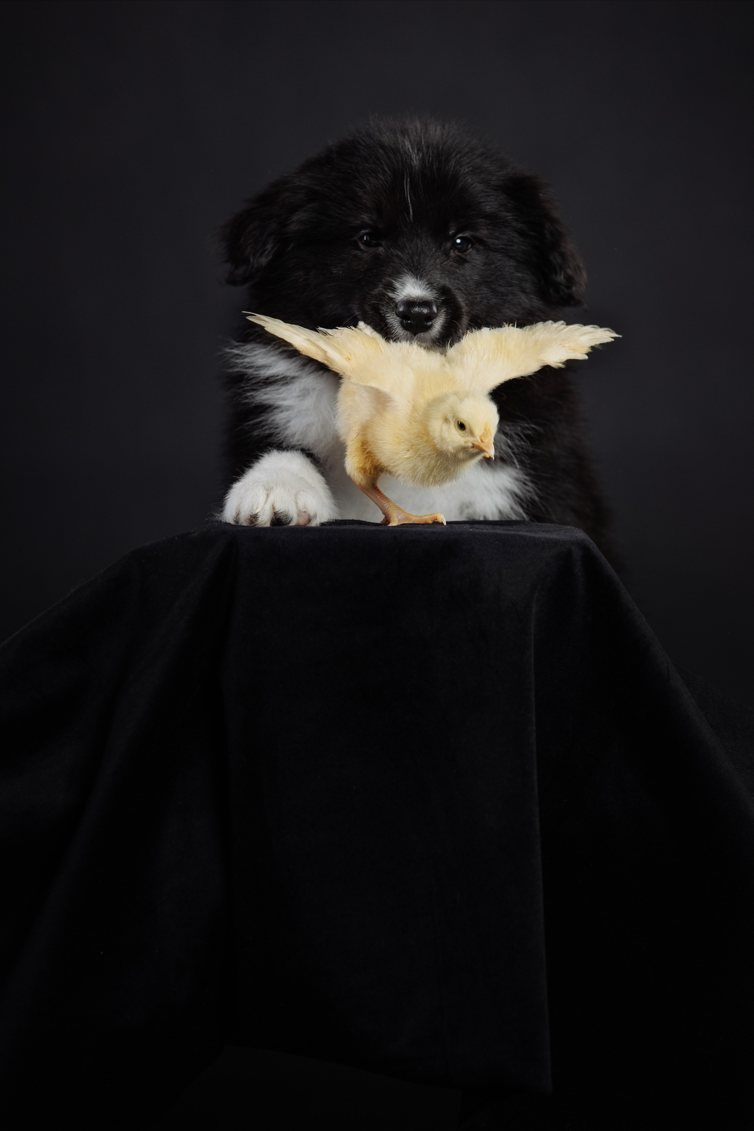 С цыпами. О нас