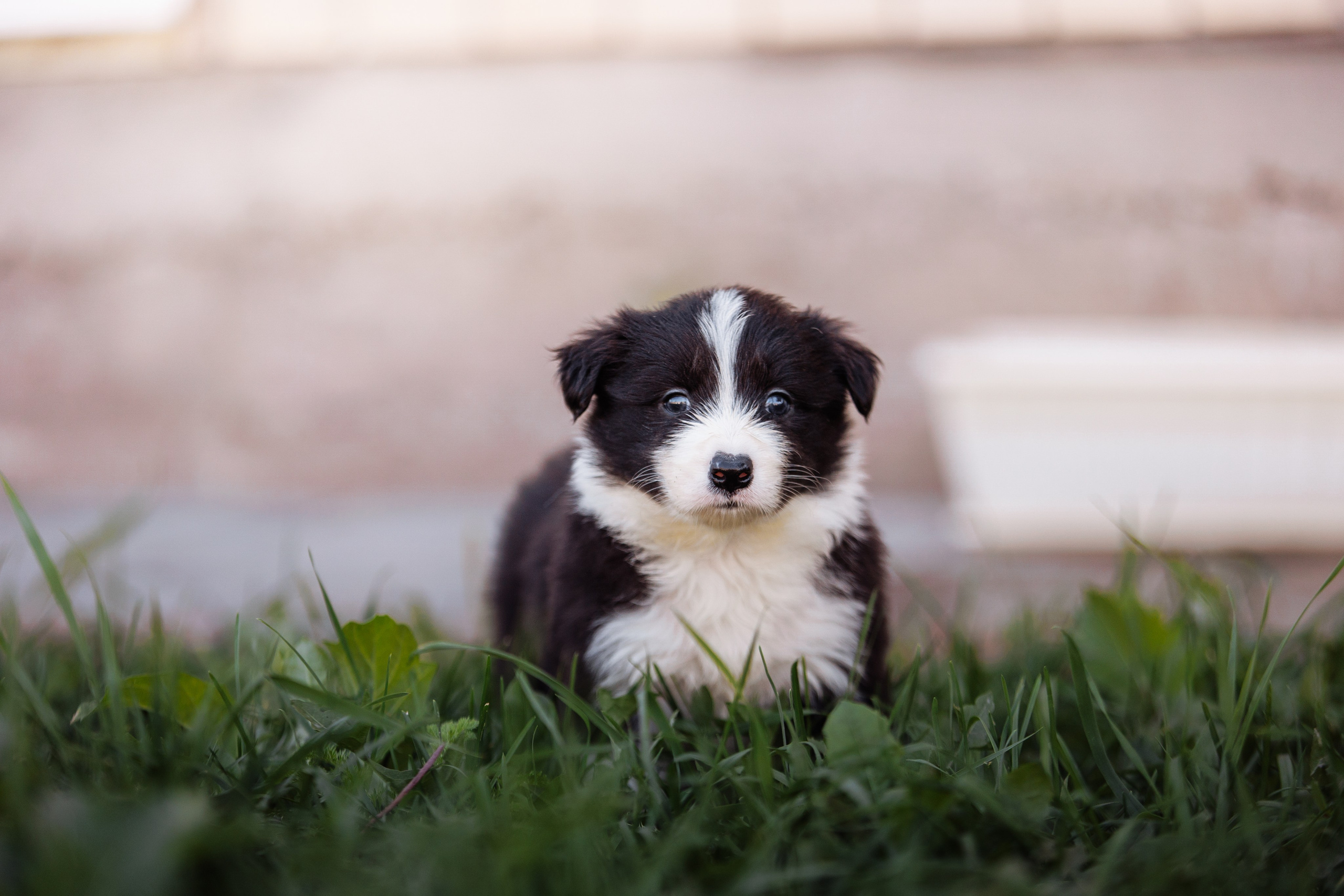 МММ — маленькое мягкое милое. О нас