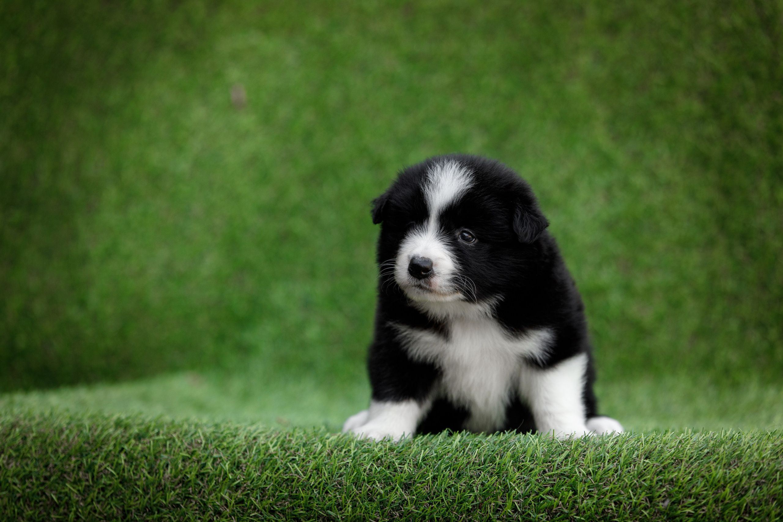 Смешарики. О нас