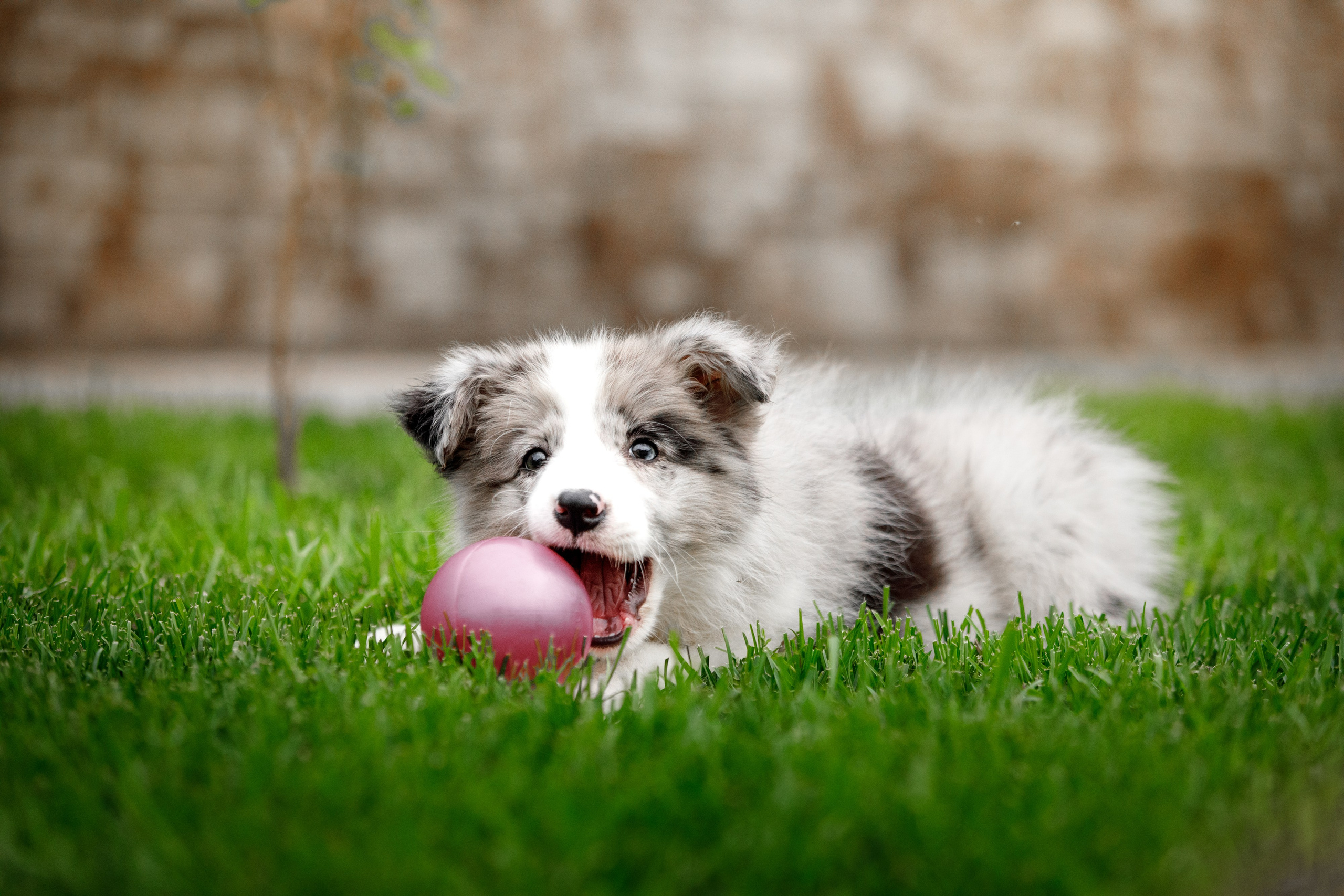 Болтовня в саду. О нас