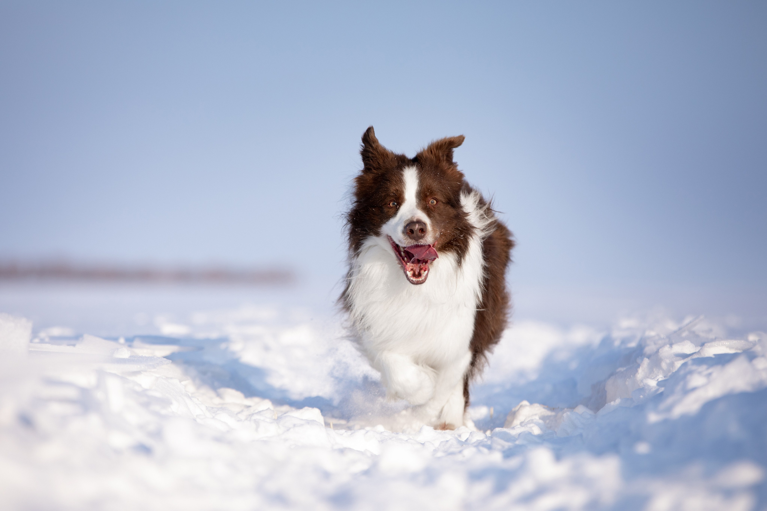 Мороз и солнце. О нас