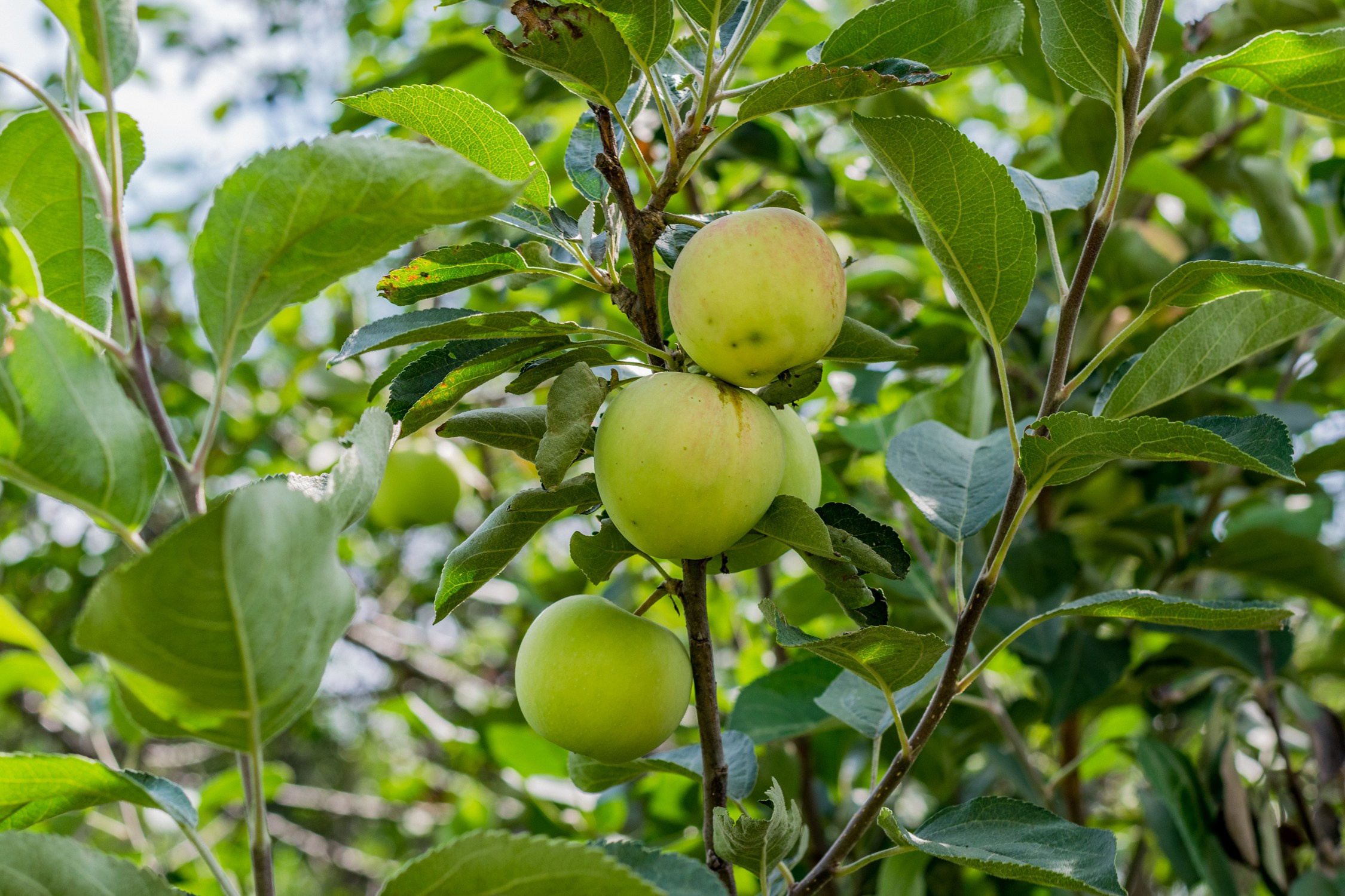 Антон Курдюмов фотограф в Хабаровске Рина Курдюмова фото27 foto27 Антон Дорофеев репортажный репортаж документалист Тони и Рина фотосоздатели Виноградники Хехцир 2024 Хабаровск виноград дикий фермер фермерство дачный сезон