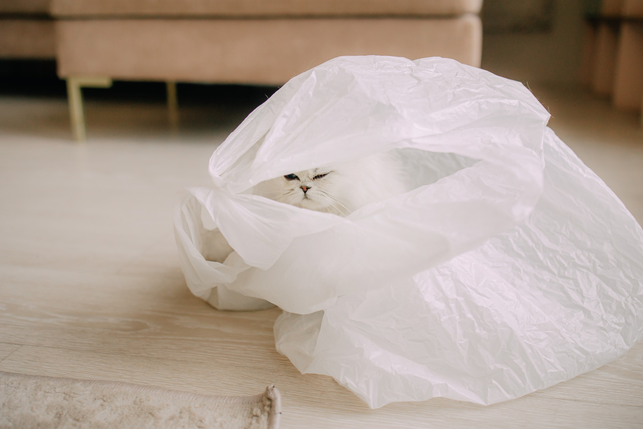 Султан, Мэй Мэй и Шанталь и их семья