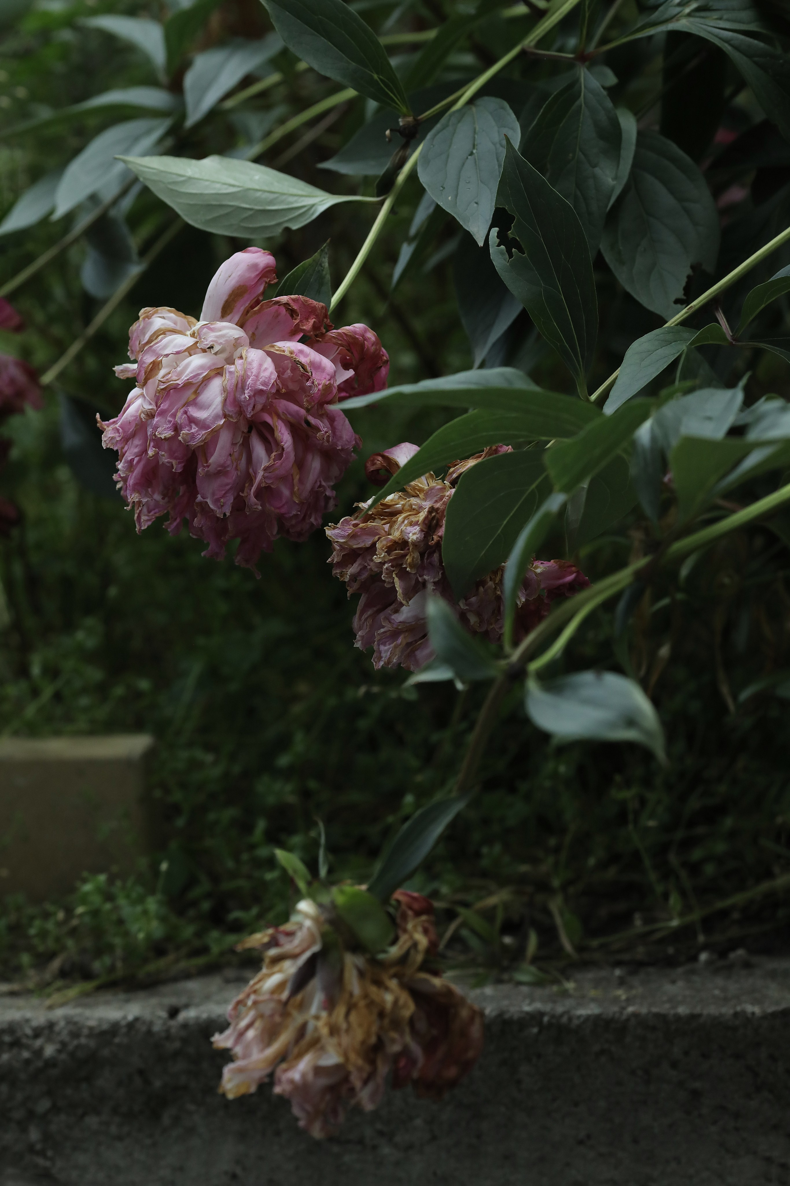 Интерьерные фотокартины. Фотограф Наталья Туева FineArt съёмка