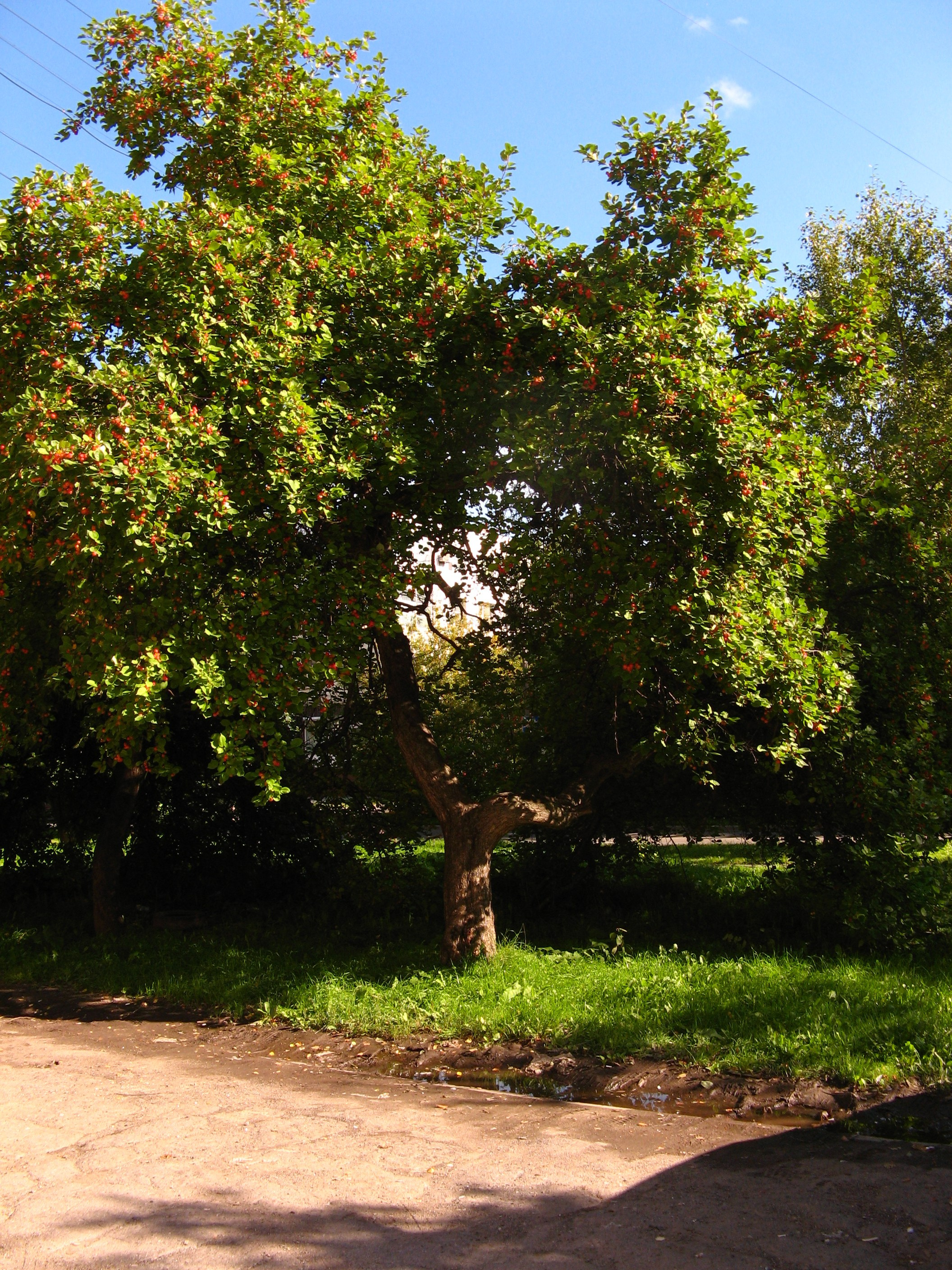 Сентябрь 2025. Den Mirov — Фотограф, Музыкант
