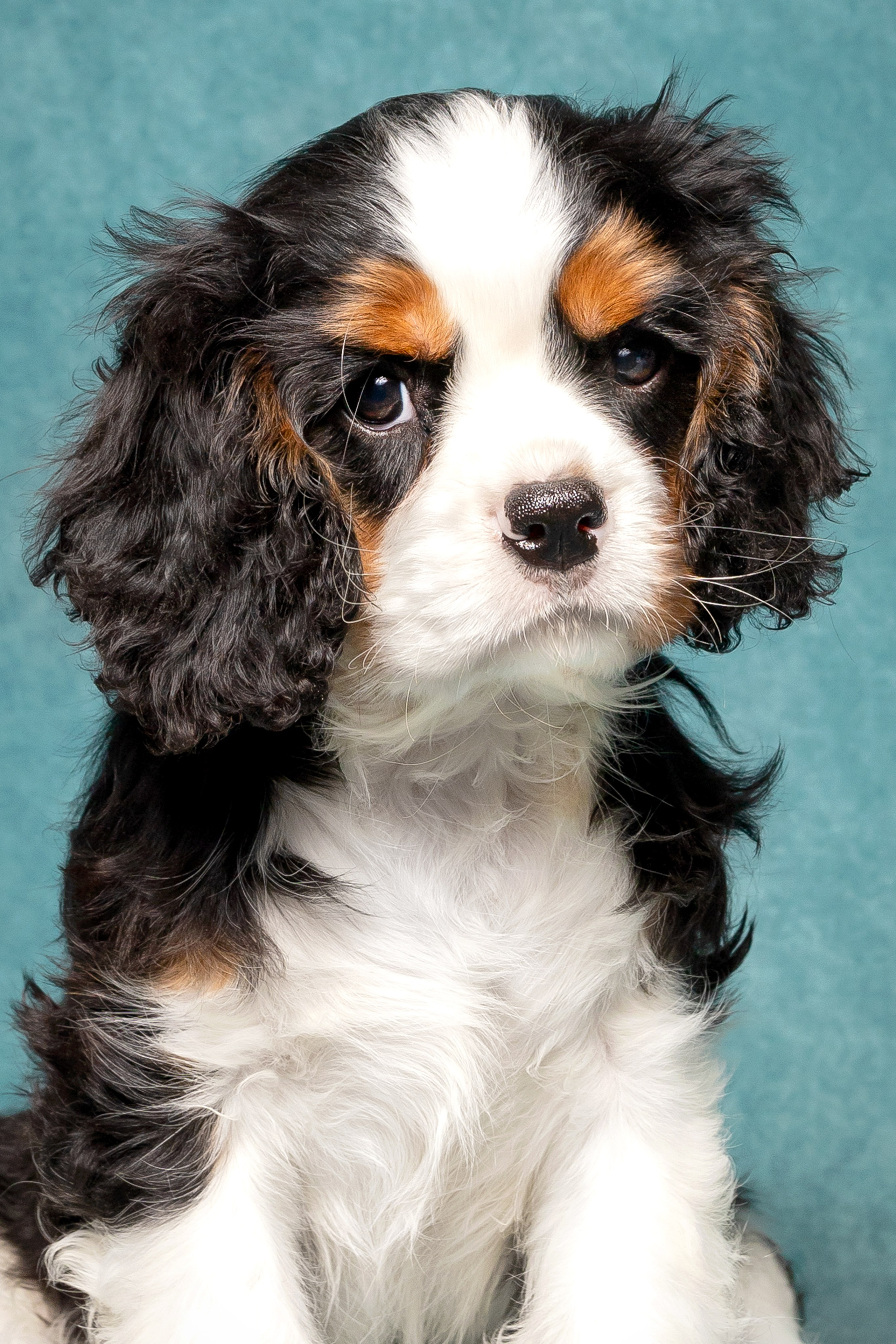 Кавалер Кинг Чарльз спаниель. Юлия Микульская. Рыбинск