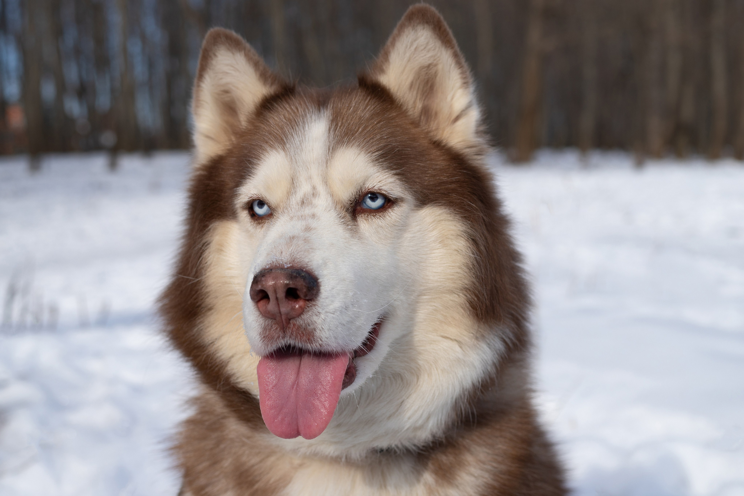 Портфолио. Фотограф-анималист Анна Леонтьева • Москва