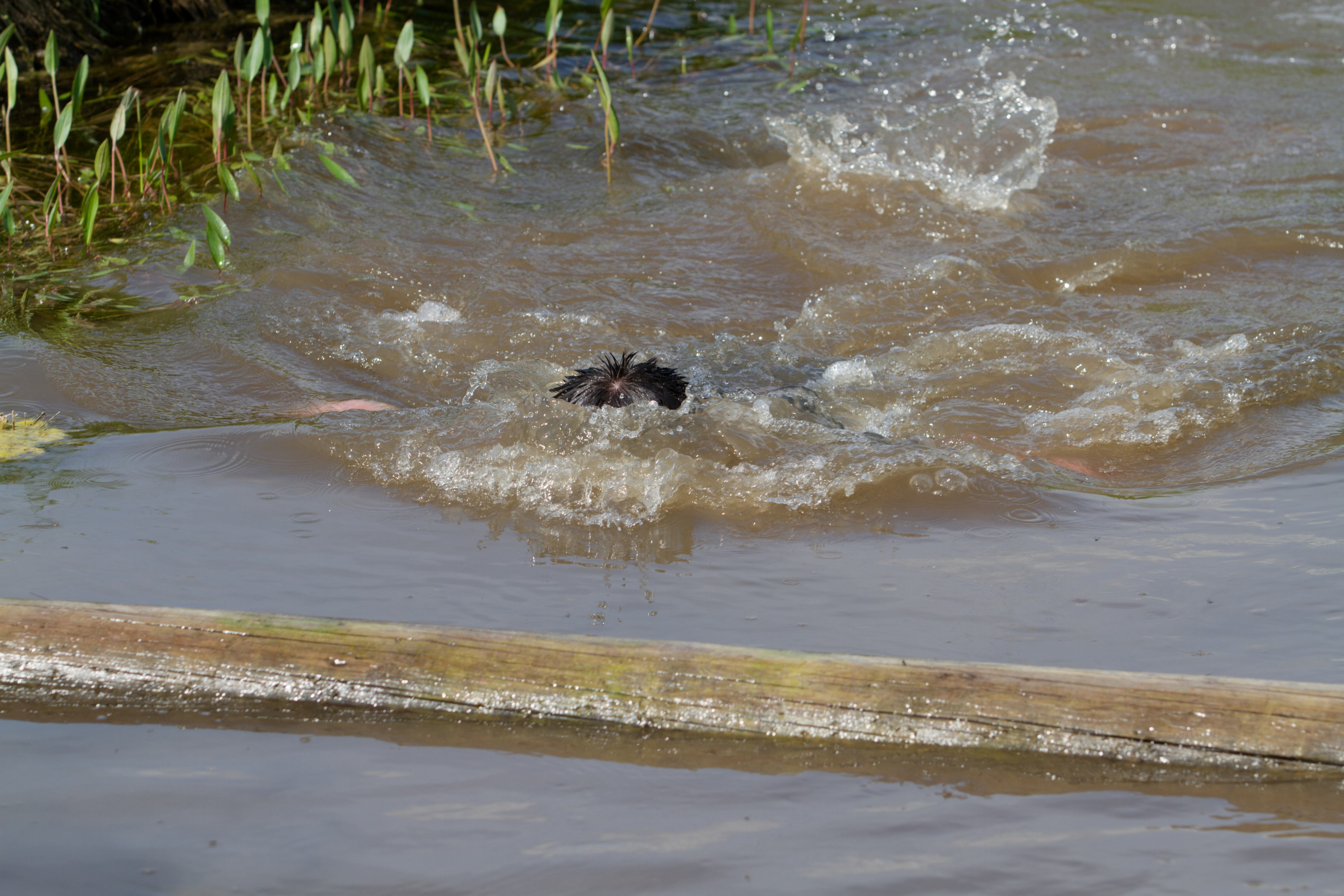 Родео59. Репортажный и спортивный фотограф в г. Пермь Зильберг Павел