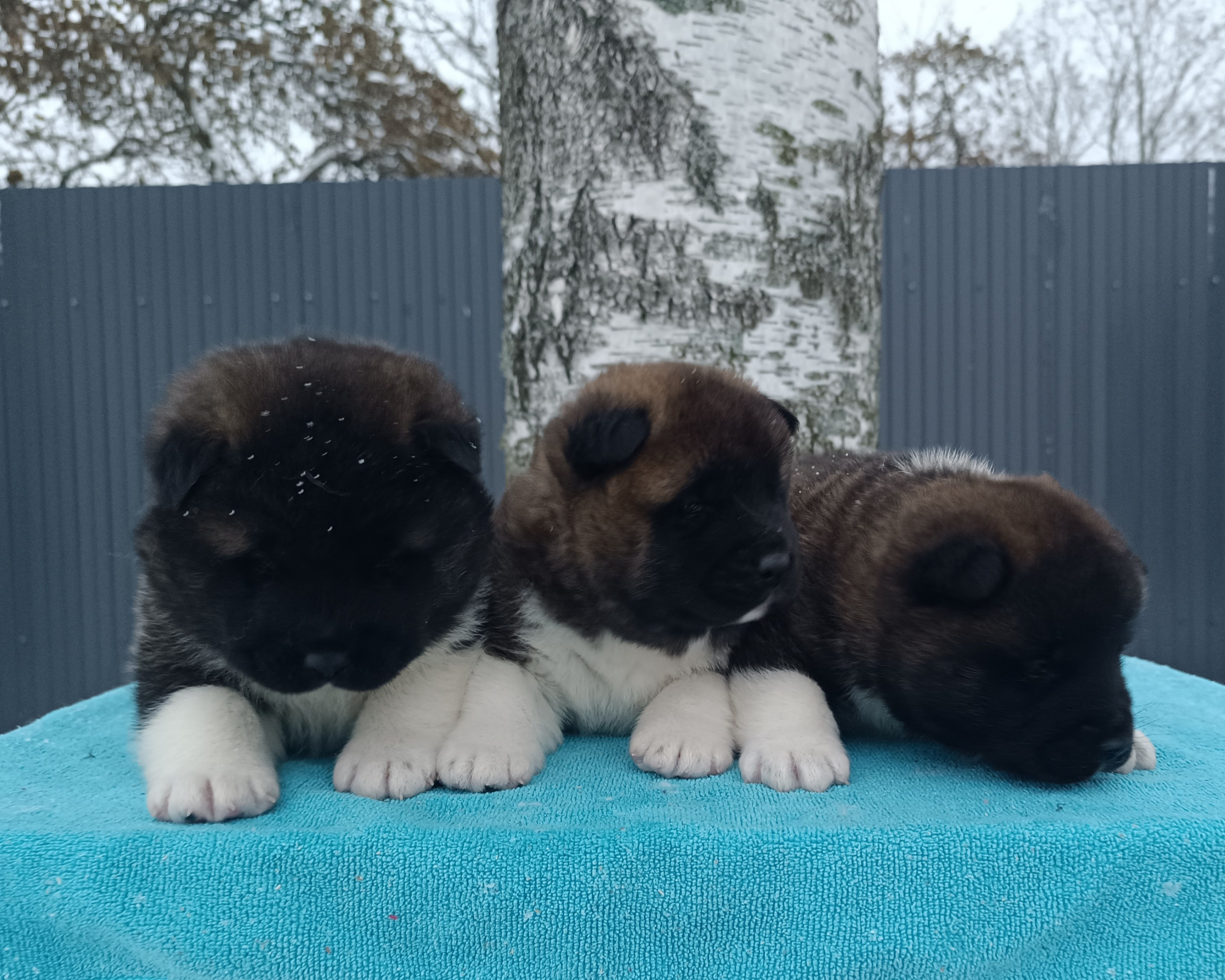 Американская акита  щенки питомник Санкт-Петербург клубные щенки Американская акита питомник RUBYLIGHT Рубилайт купить щенка американской акиты