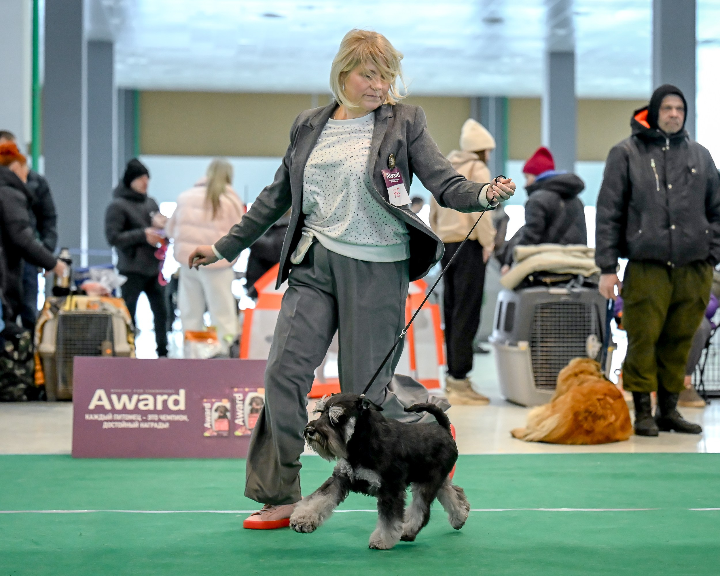 Цафир/ Delinso Balance Сzafir Lumier. Питомник цвергшнауцеров в Беларуси «Делинсо Бэлэнс»